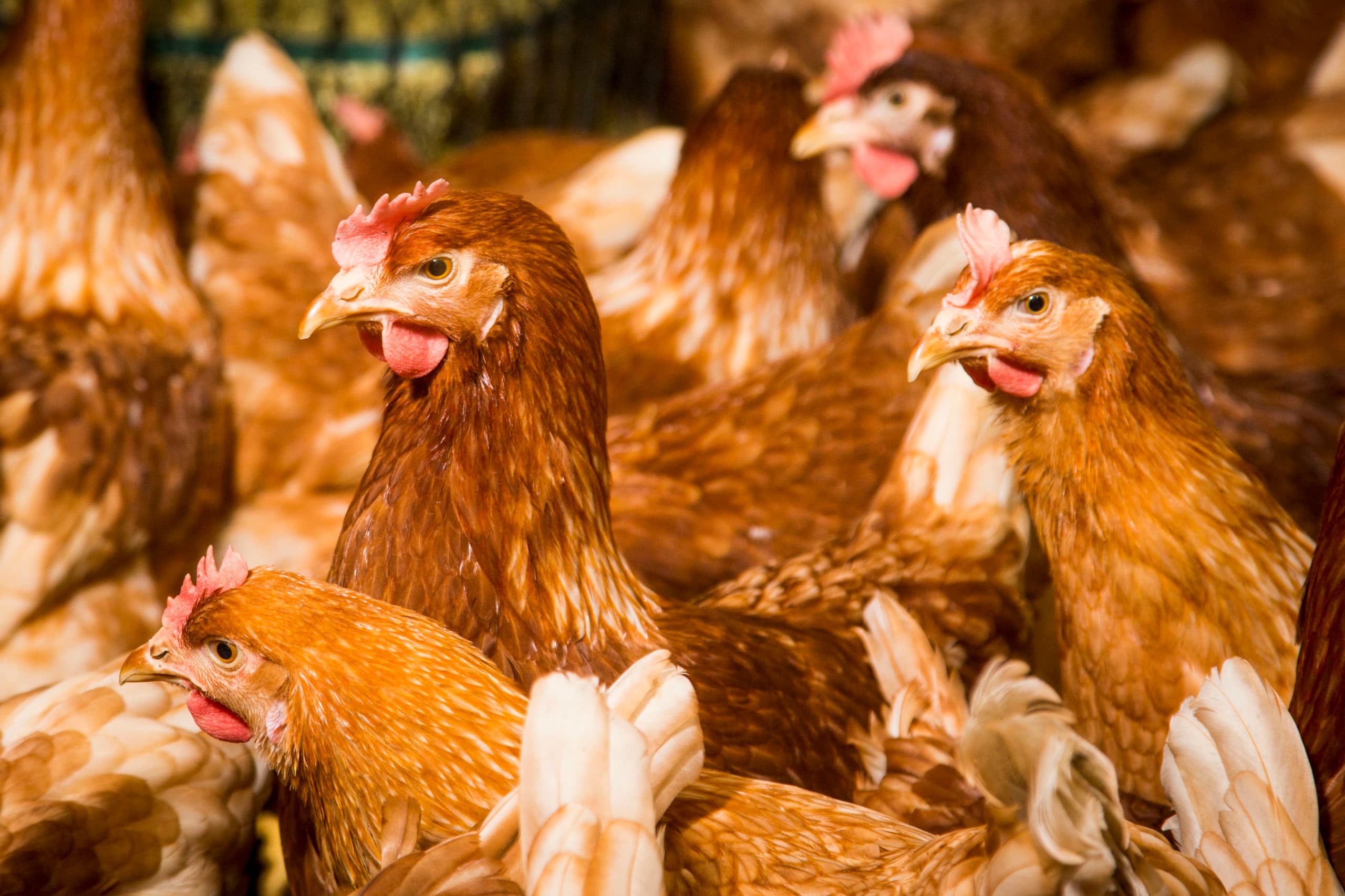 Pluimvee en fijn stof: de politiek wil er maatregelen tegen nemen, maar de pluimveehouderij vindt dat nu met een demissionair kabinet niet aan de orde.  - Foto: Koos Groenewold
