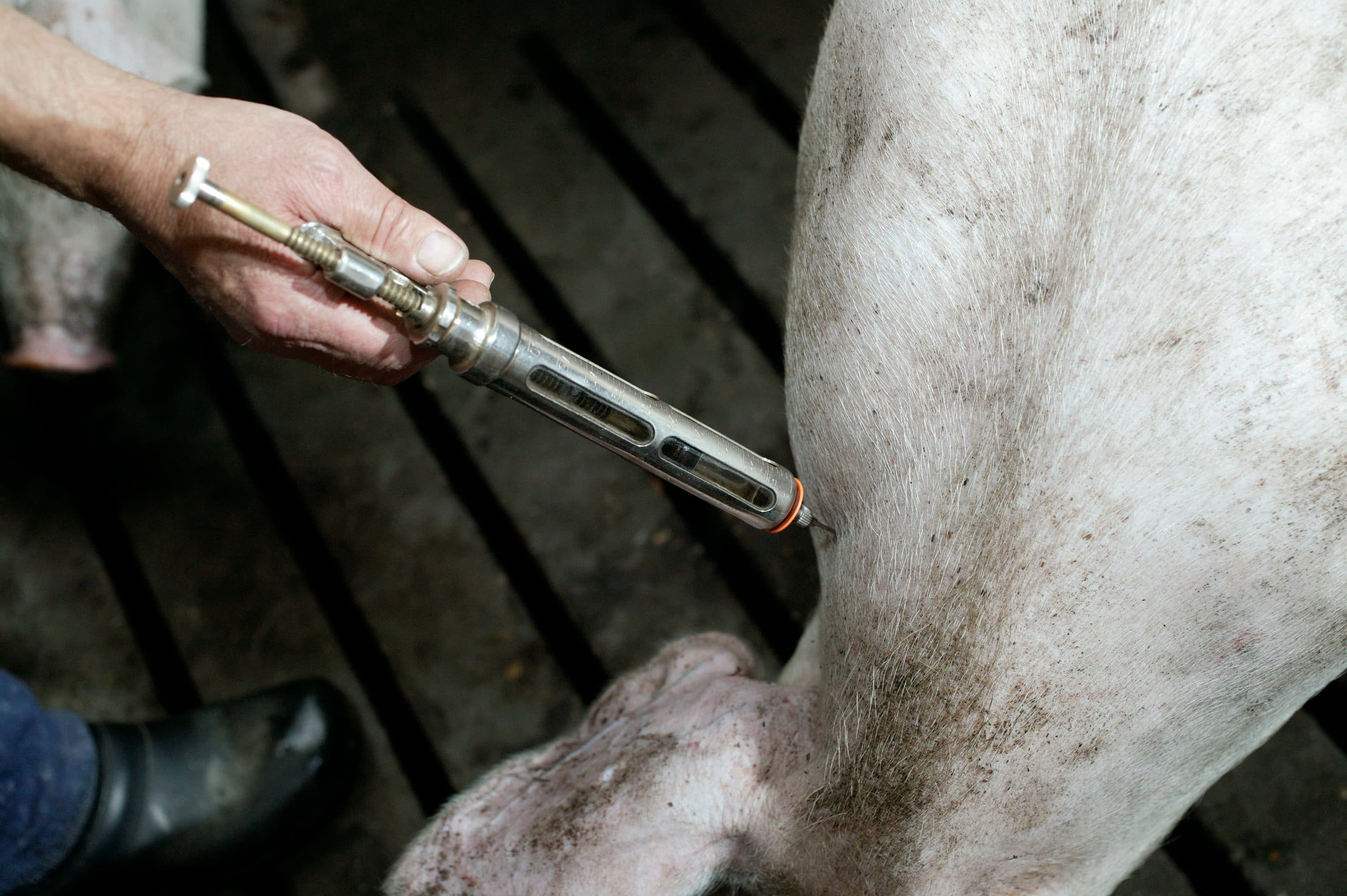Antibioticatoediening bij een varken. In Nederland wordt hier totaal anders tegen aangekeken dan in de VS en Canada, schrijft Erik Stegink.  - Foto: Herman Stöver