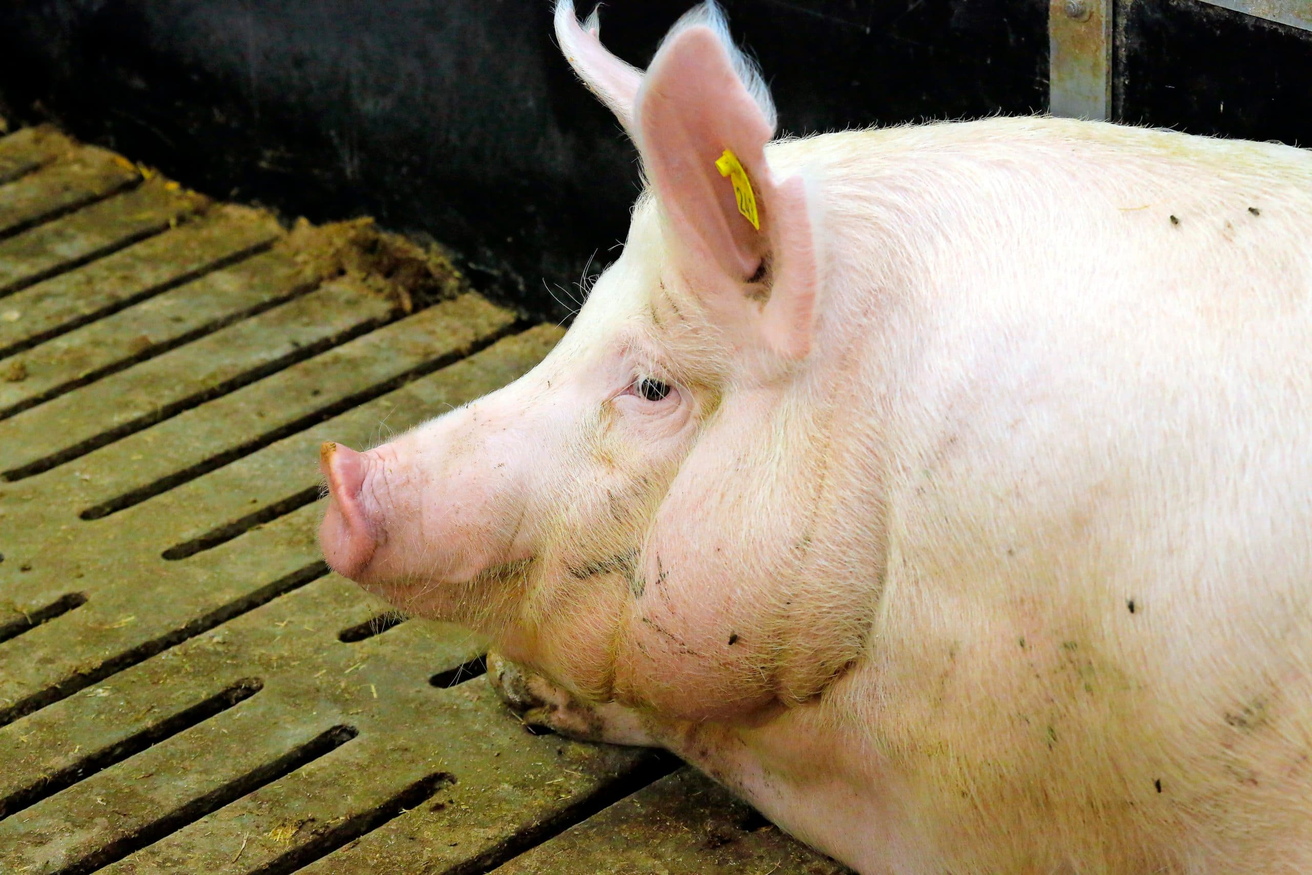 Varken op Deens varkensbedrijf. - Foto: Henk Riswick
