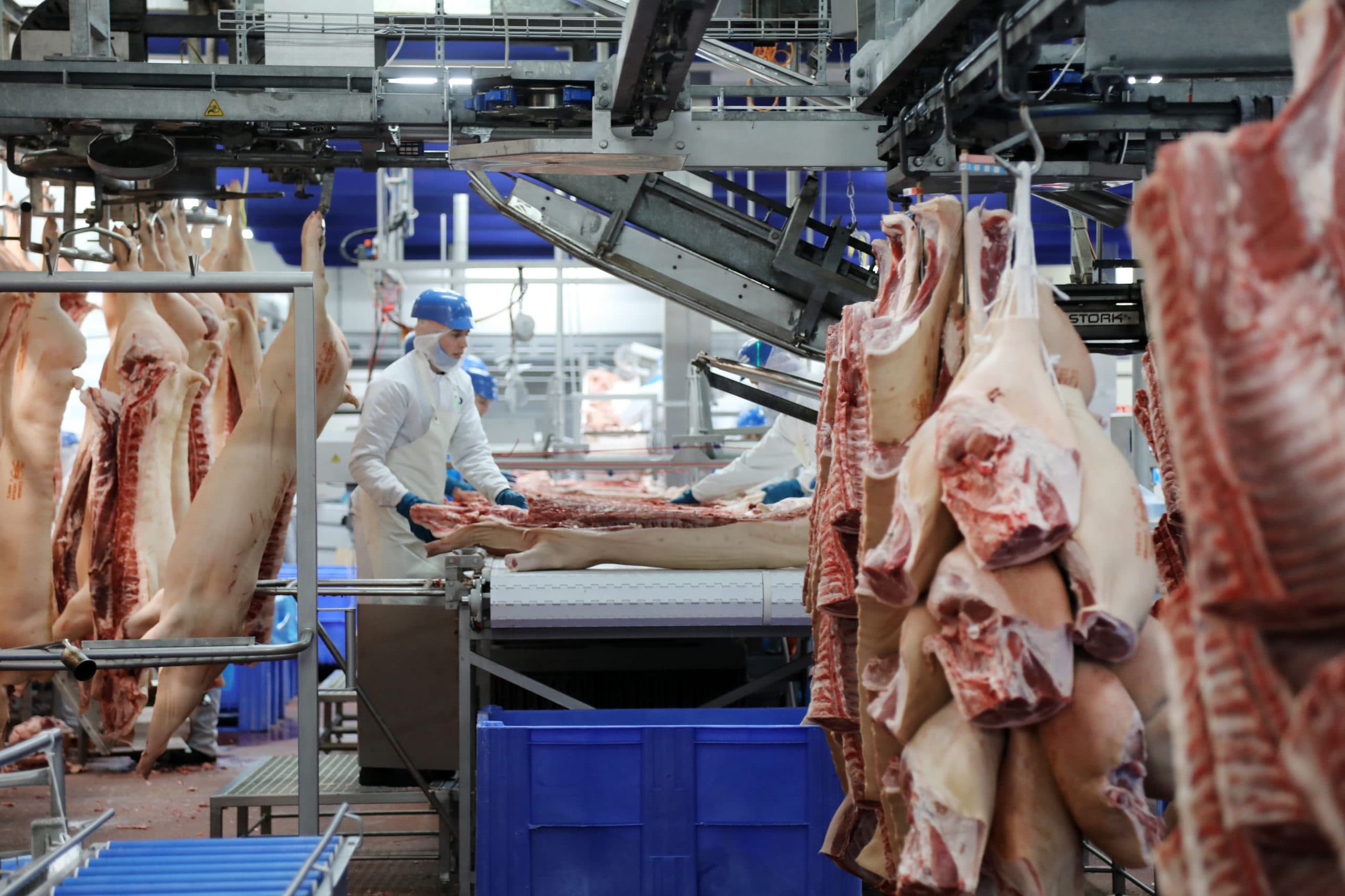 Karkassen worden verwerkt tot onderdelen bij Vion in Boxtel voor export naar China. Foto: Vion