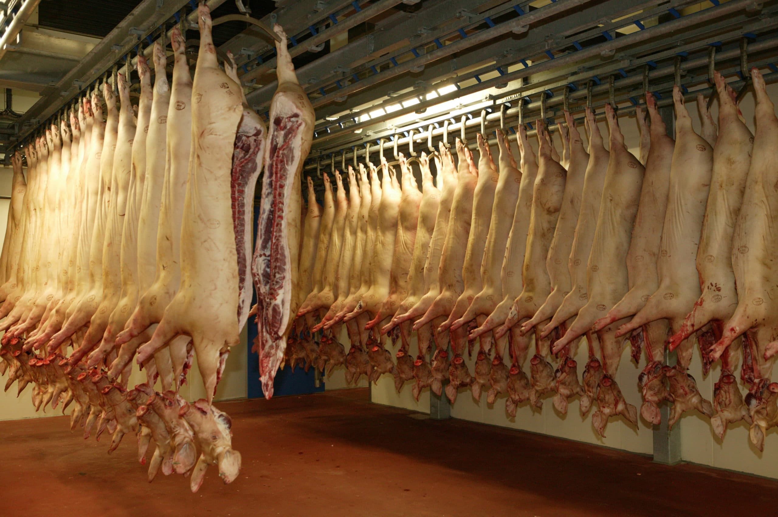 Varkensslachterij. Slachterijen werken aan meer transparantie én integriteit. Ze beseffen dat dit nodig is. - Foto: Henk Riswick