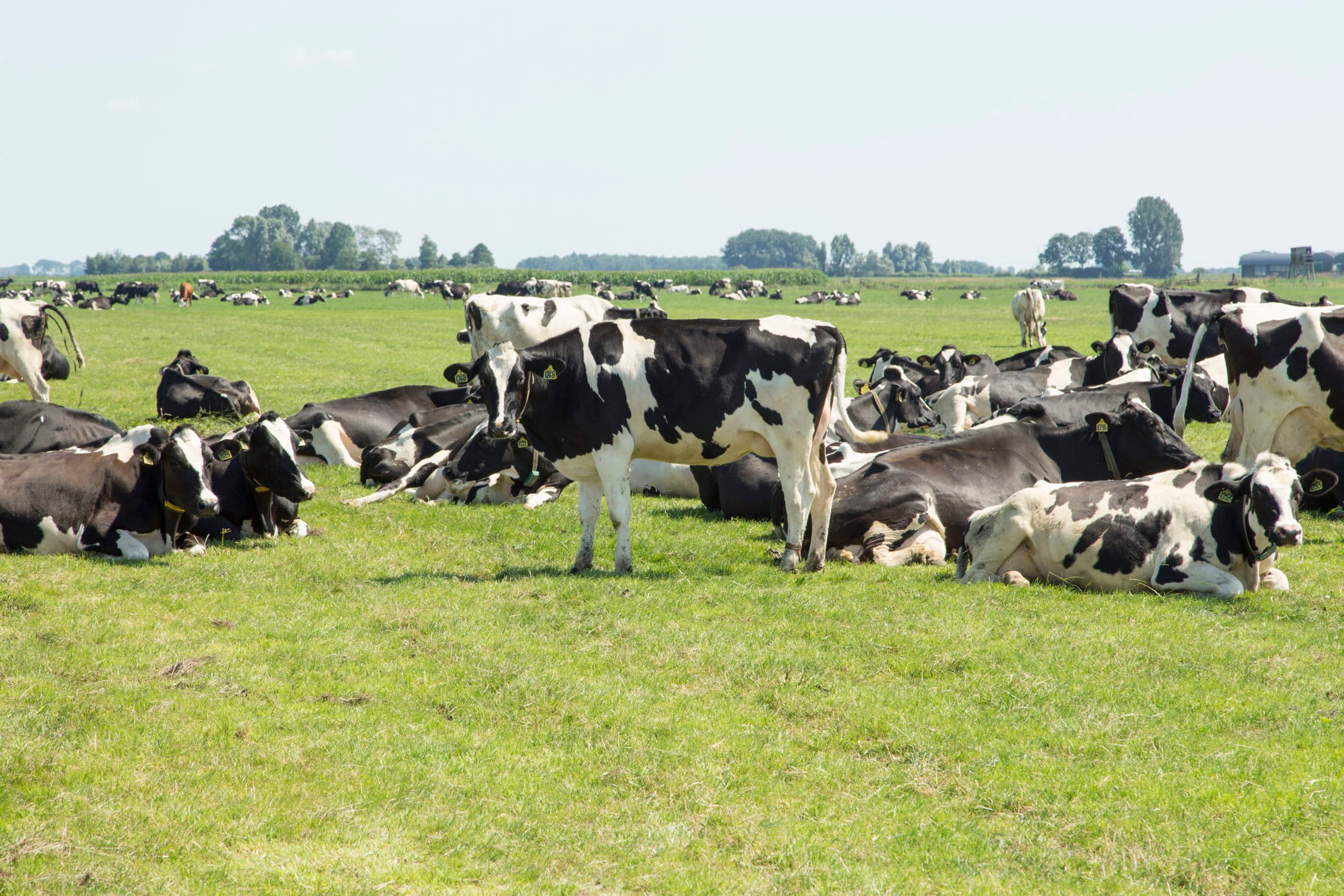 Melkvee in de wei. - Foto: Koos Groenewold
