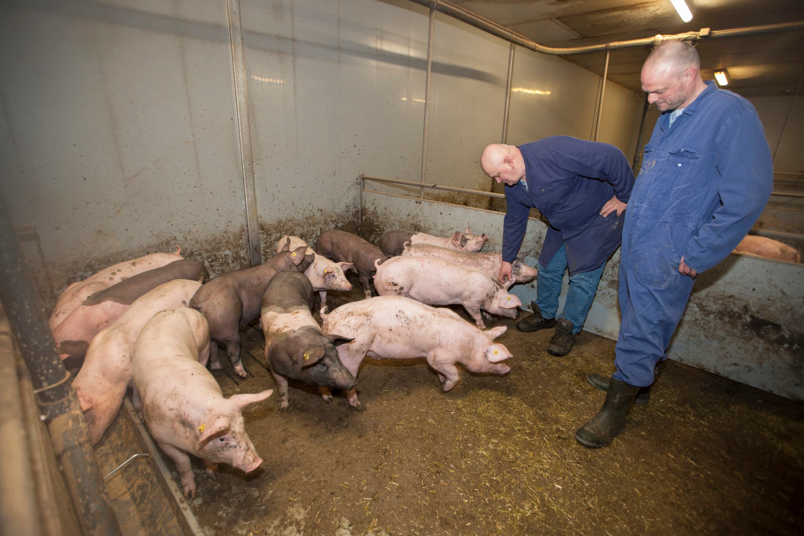 Foto: Hans Banus