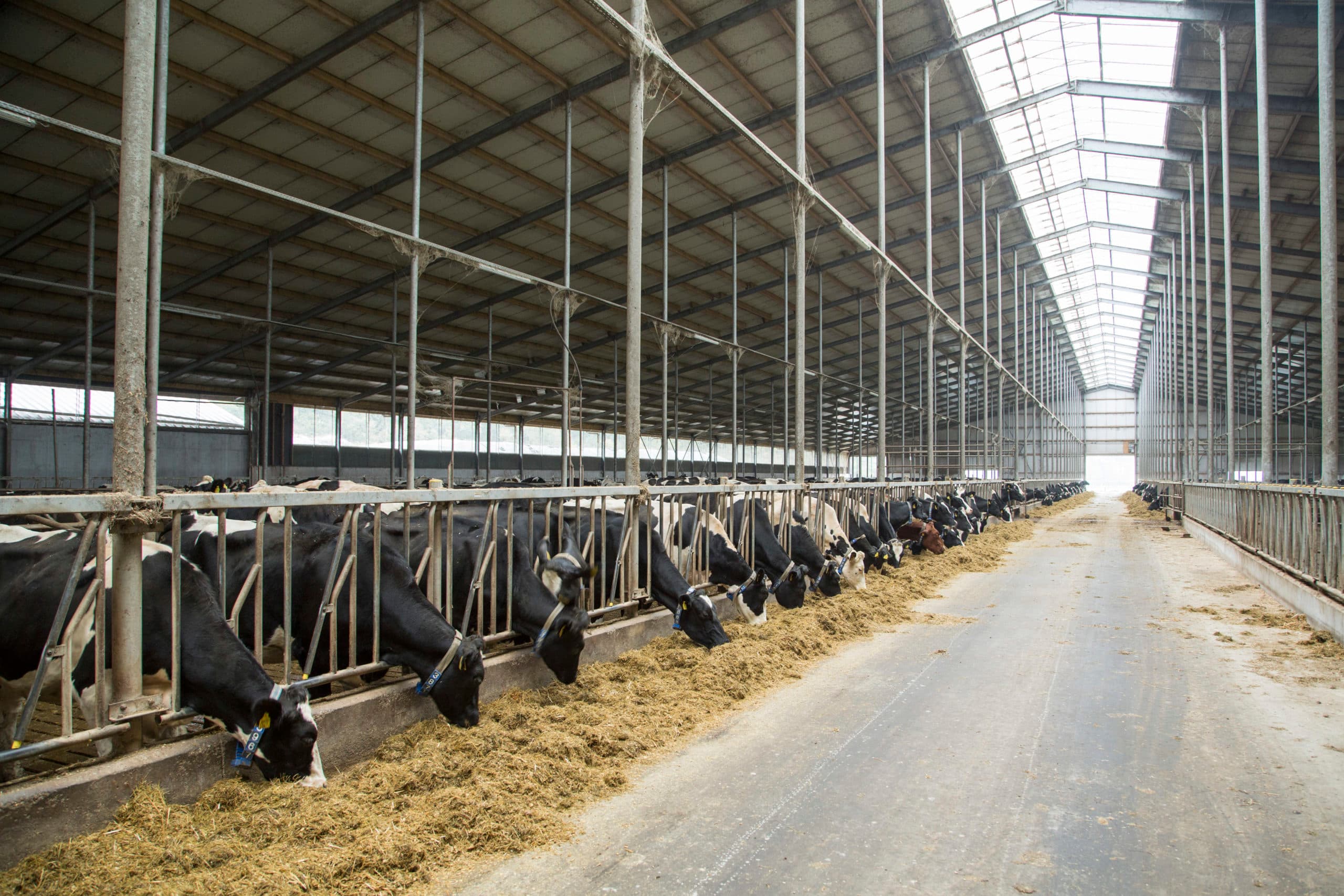 Foto: Koos Groenewold