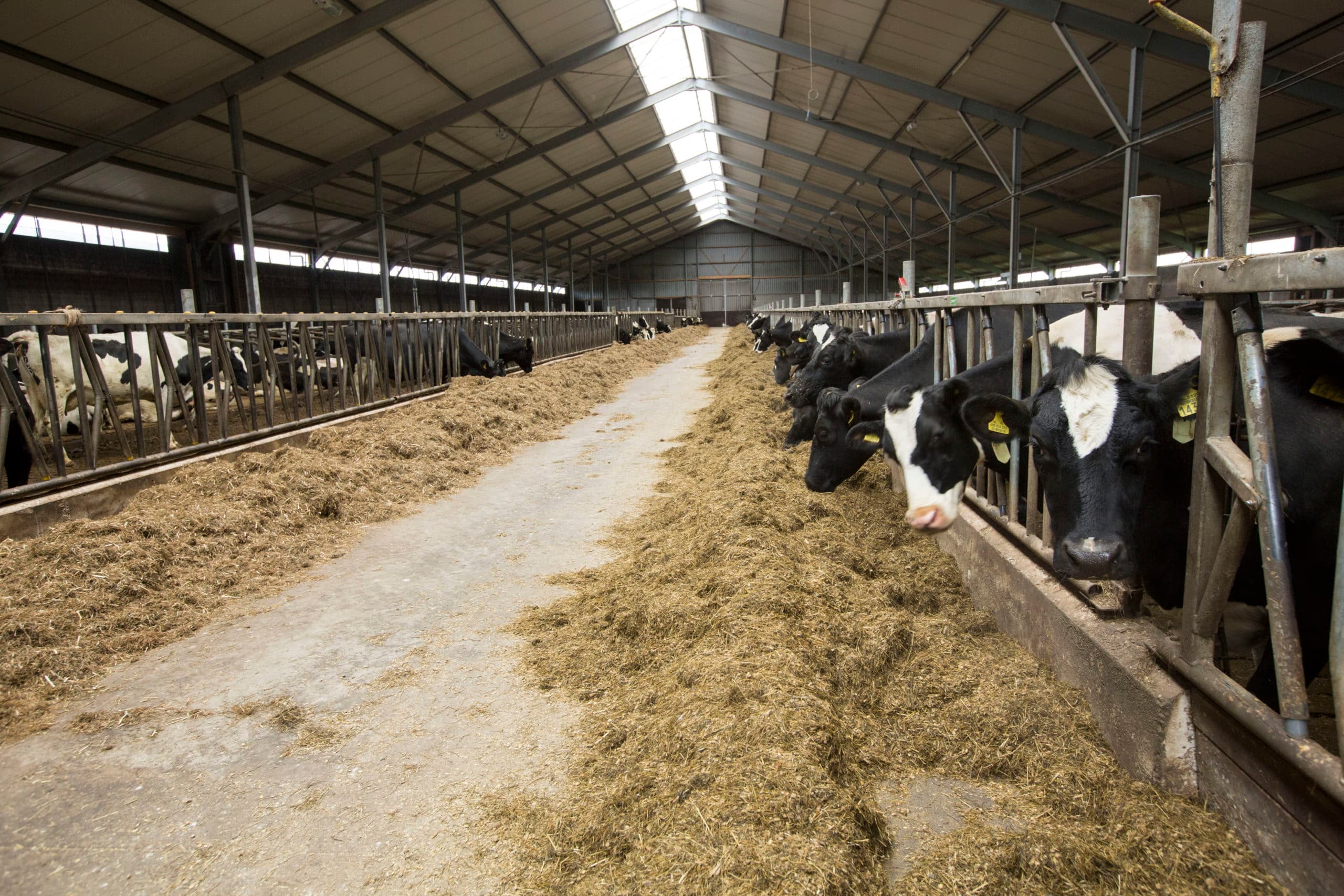 Foto: Koos Groenewold
