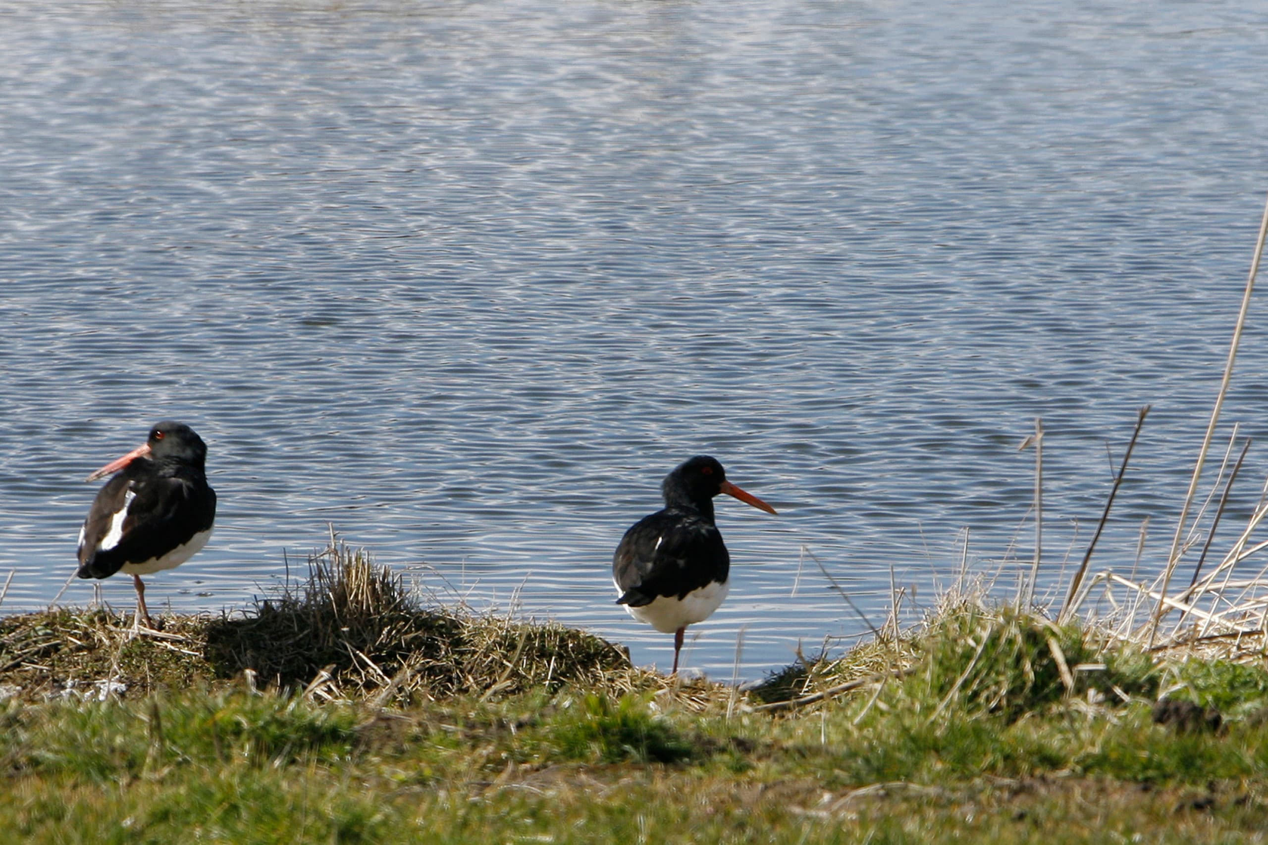 Foto: Ronald Hissink