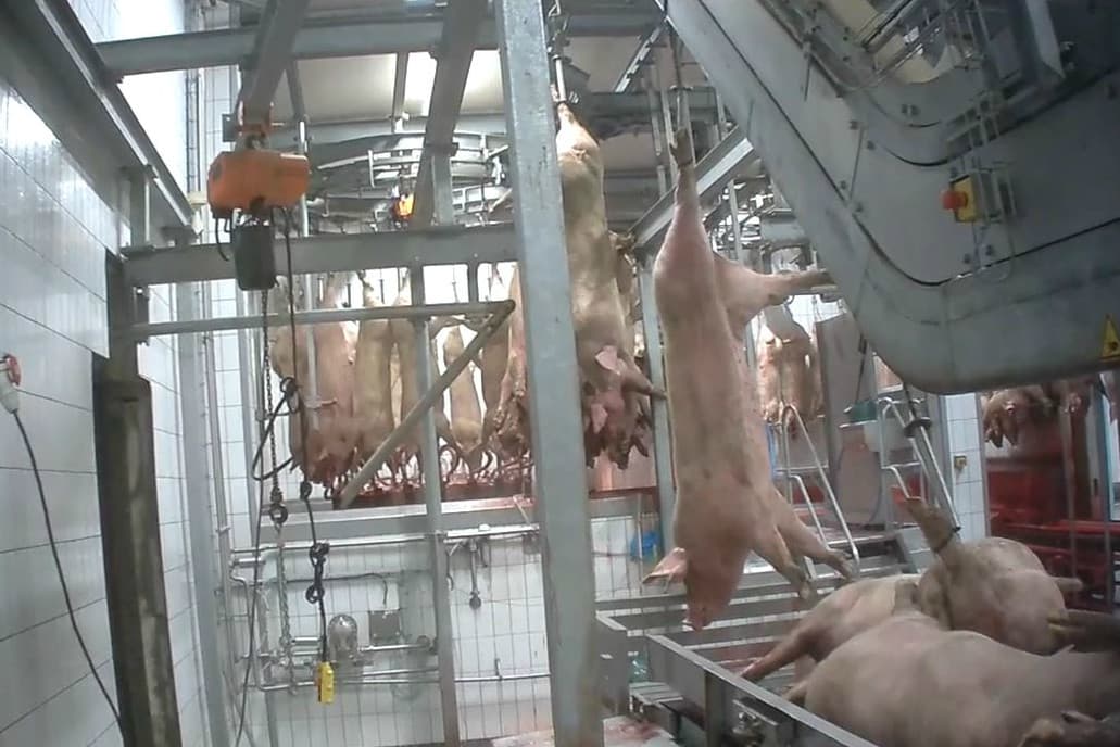 Foto: screenshot film Animal Rights in Slachthuis Tielt