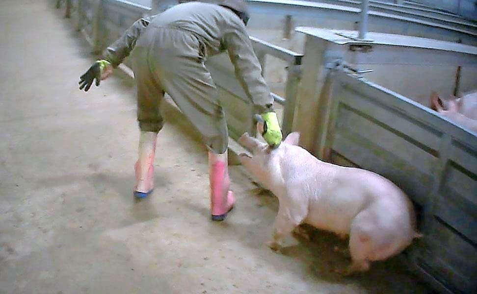 Een beeld uit de fillmopnamen die Animal Rights in het slachthuis in Tielt heeft gemaakt.