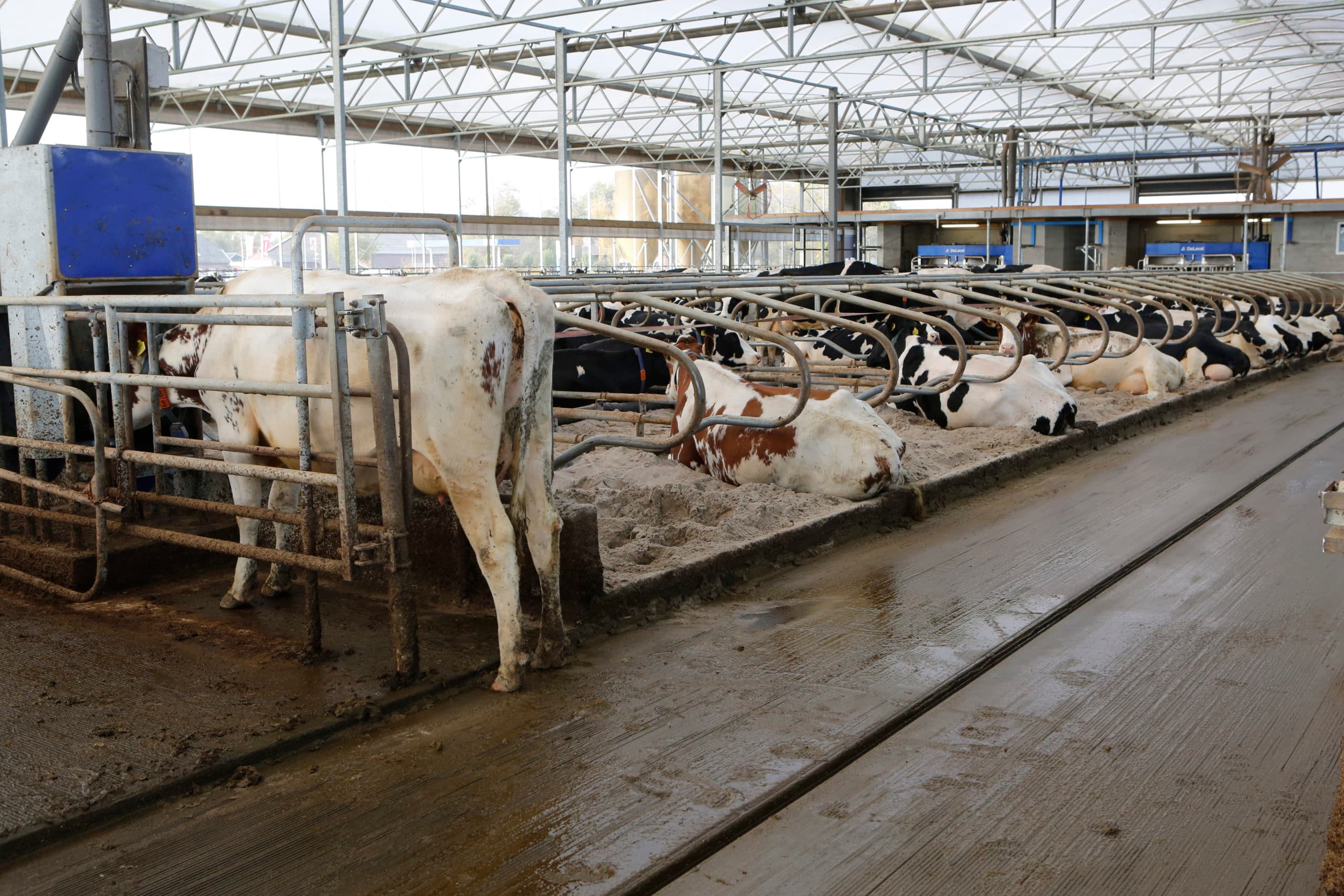 Agrifirm wil werken aan extra fosfaatreductie. - Foto: Henk Riswick