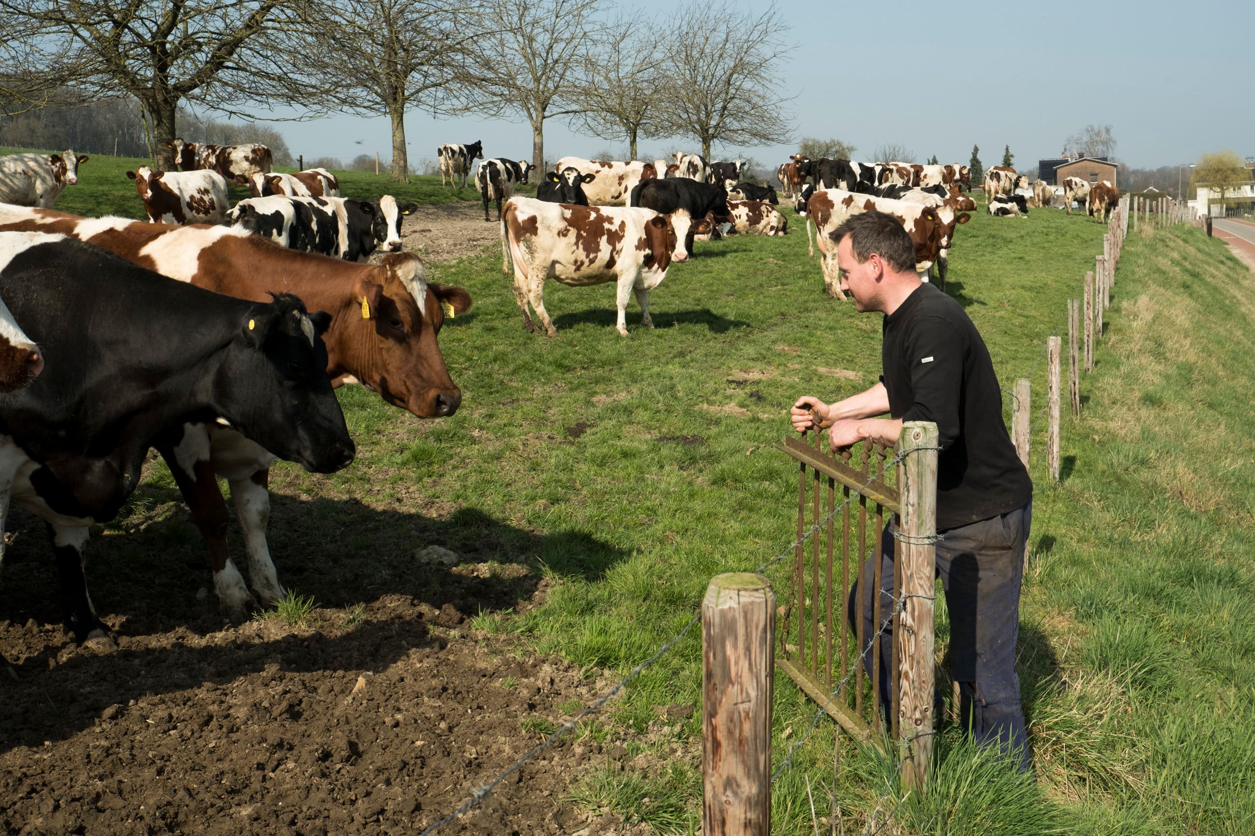 Melkveehouder Parcal Gerrikens uit Gulpen had zijn koeien dit jaar snel buiten. Weidegang loont steeds meer. De bonussen hebben dit jaar een sprong gemaakt. Foto: Twan Wiermans