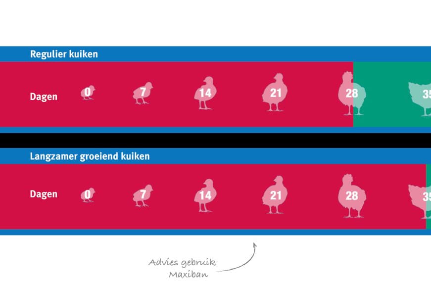 Illustratie: Elanco