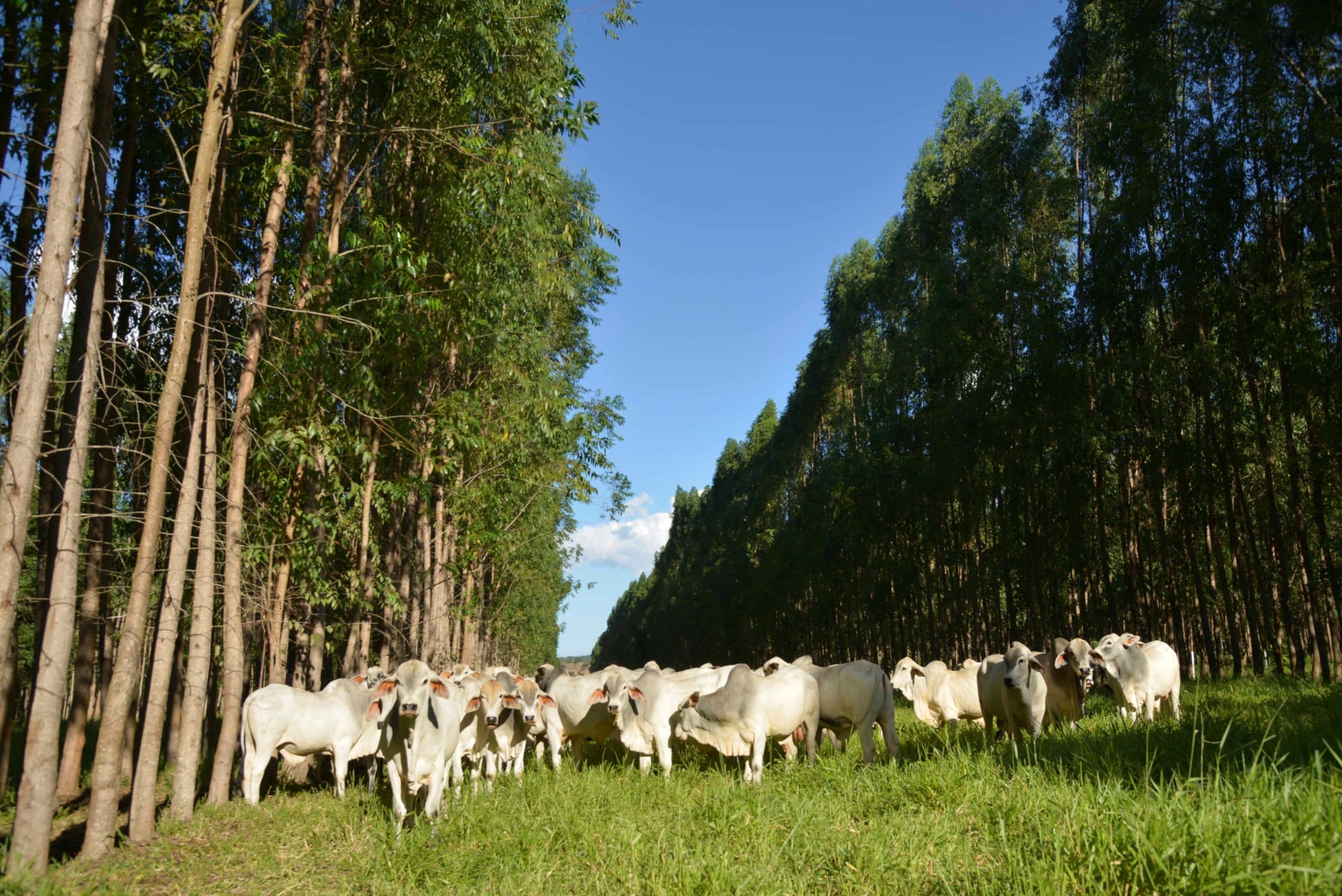 Zebu-runderen - Foto: Rick Baats