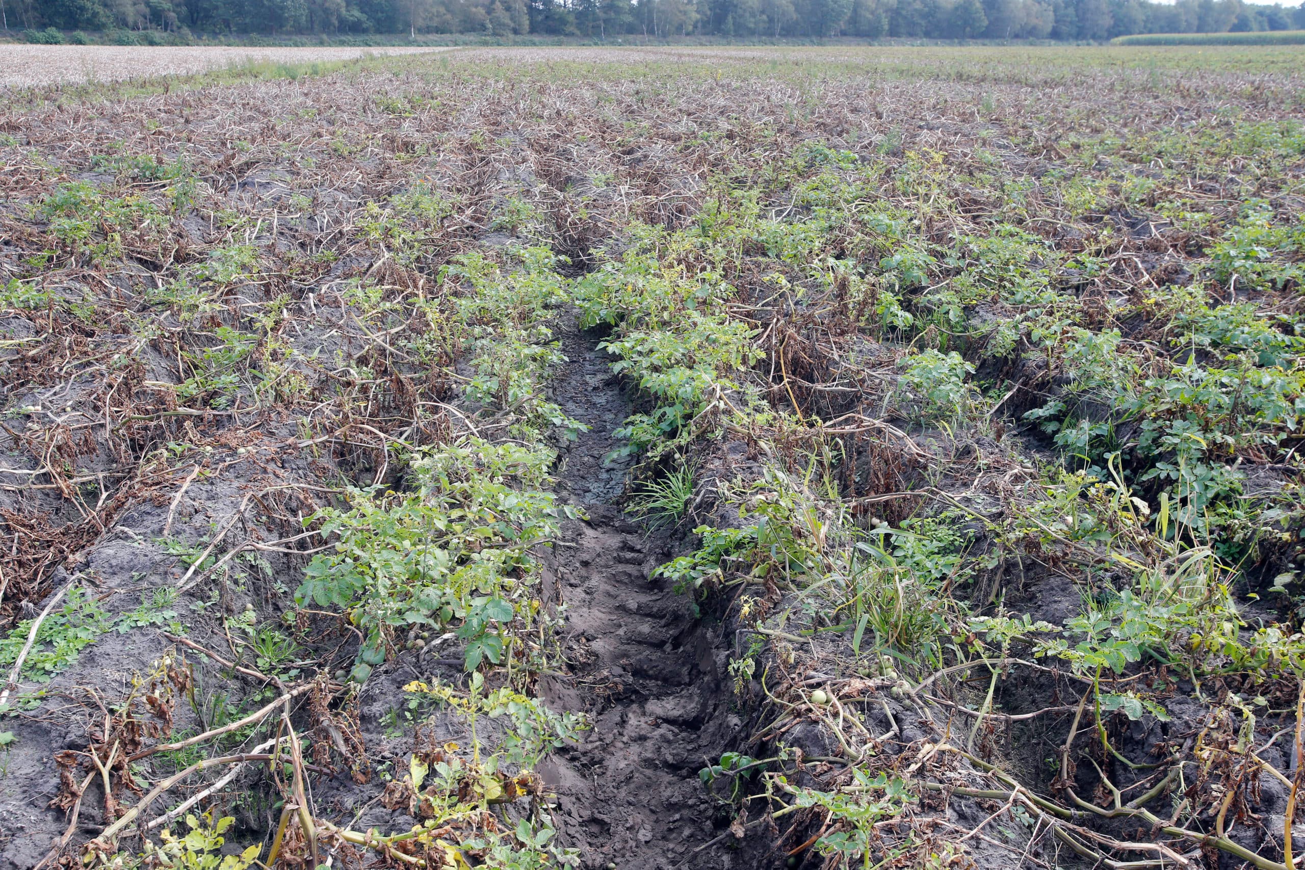 Jonge en beginnende boeren moeten het eerste kooprecht bij grond krijgen, vindt de landbouwcommissie van het Europarlement. - Foto: Bert Jansen