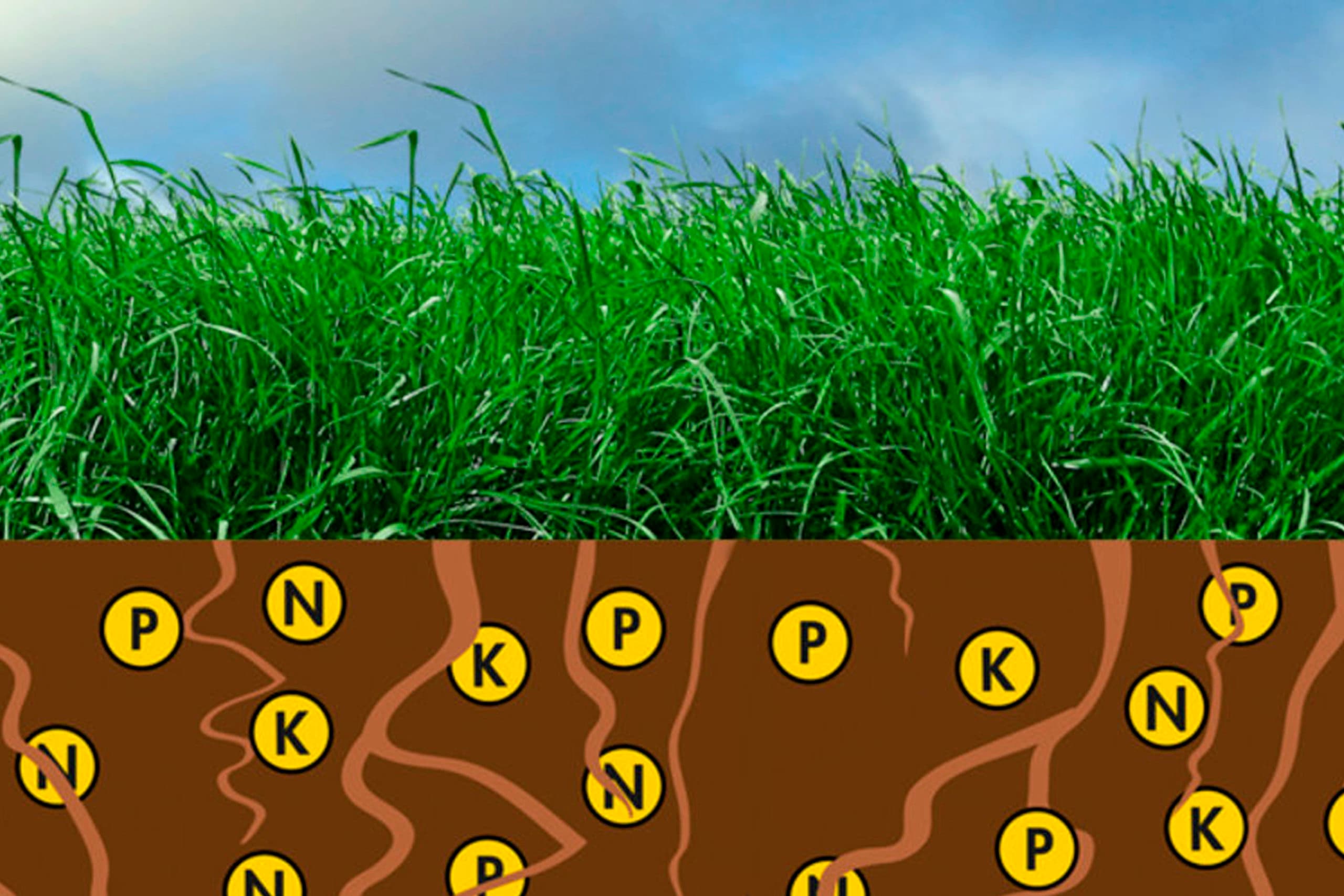 Illustratie: Barenbrug