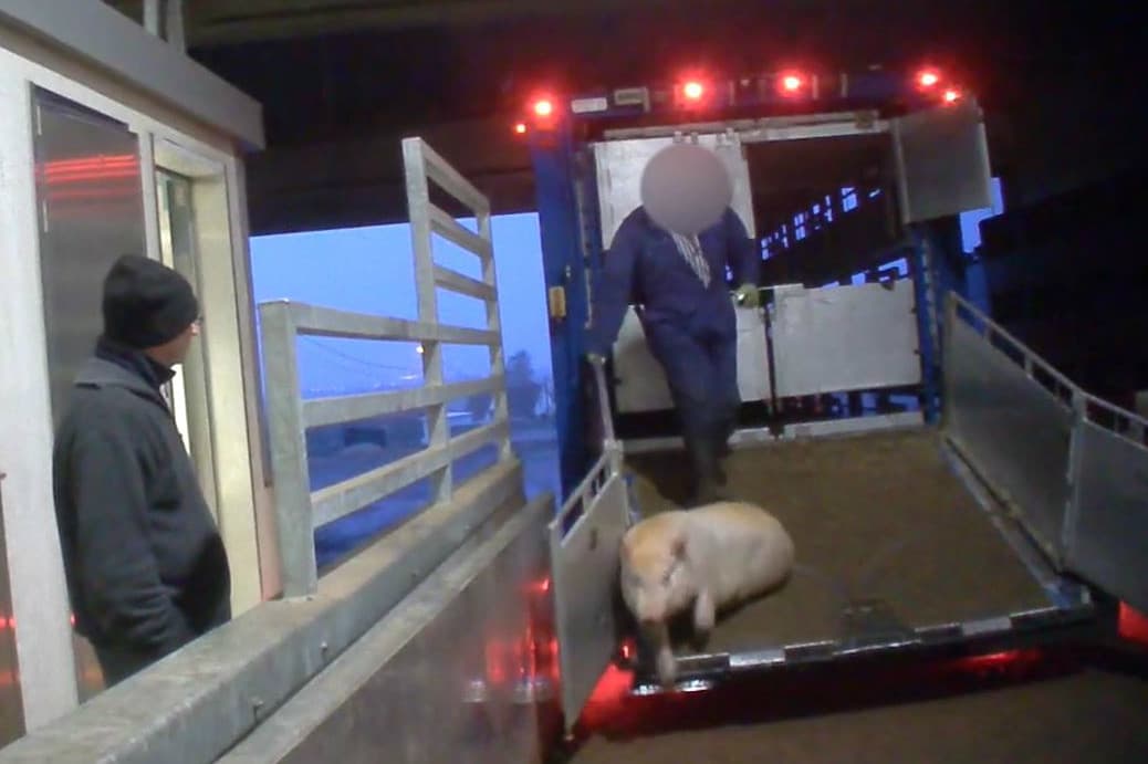 Foto: screenshot film Animal Rights in Slachthuis Tielt