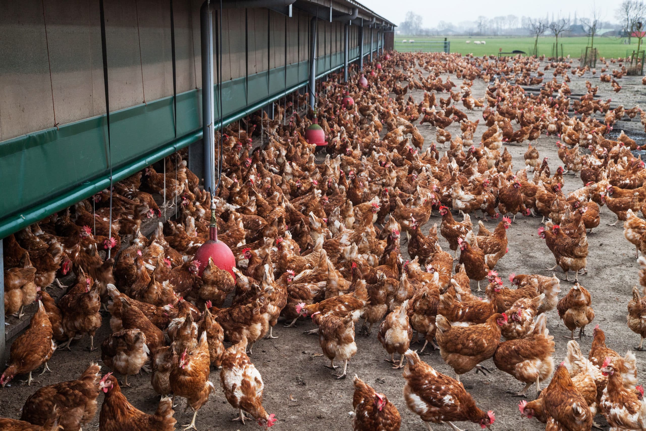 Kippen met vrije uitloop. - Foto: Herbert Wiggerman