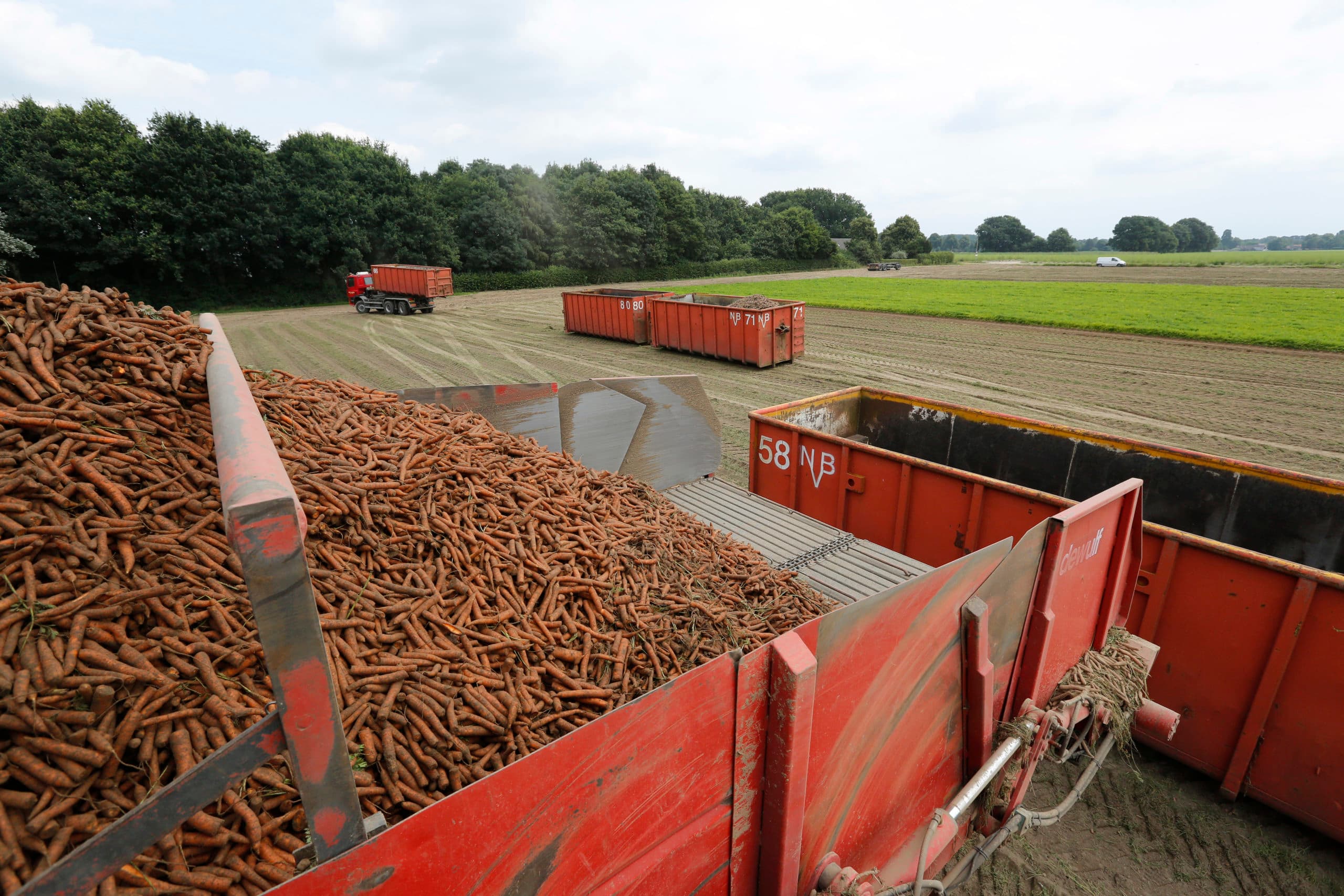 Oogst van industriepeen in Limburg. De zuidoostelijke lichte gronden zijn uitermate geschikt voor de teelt van industriegroenten. Foto: Henk Riswick