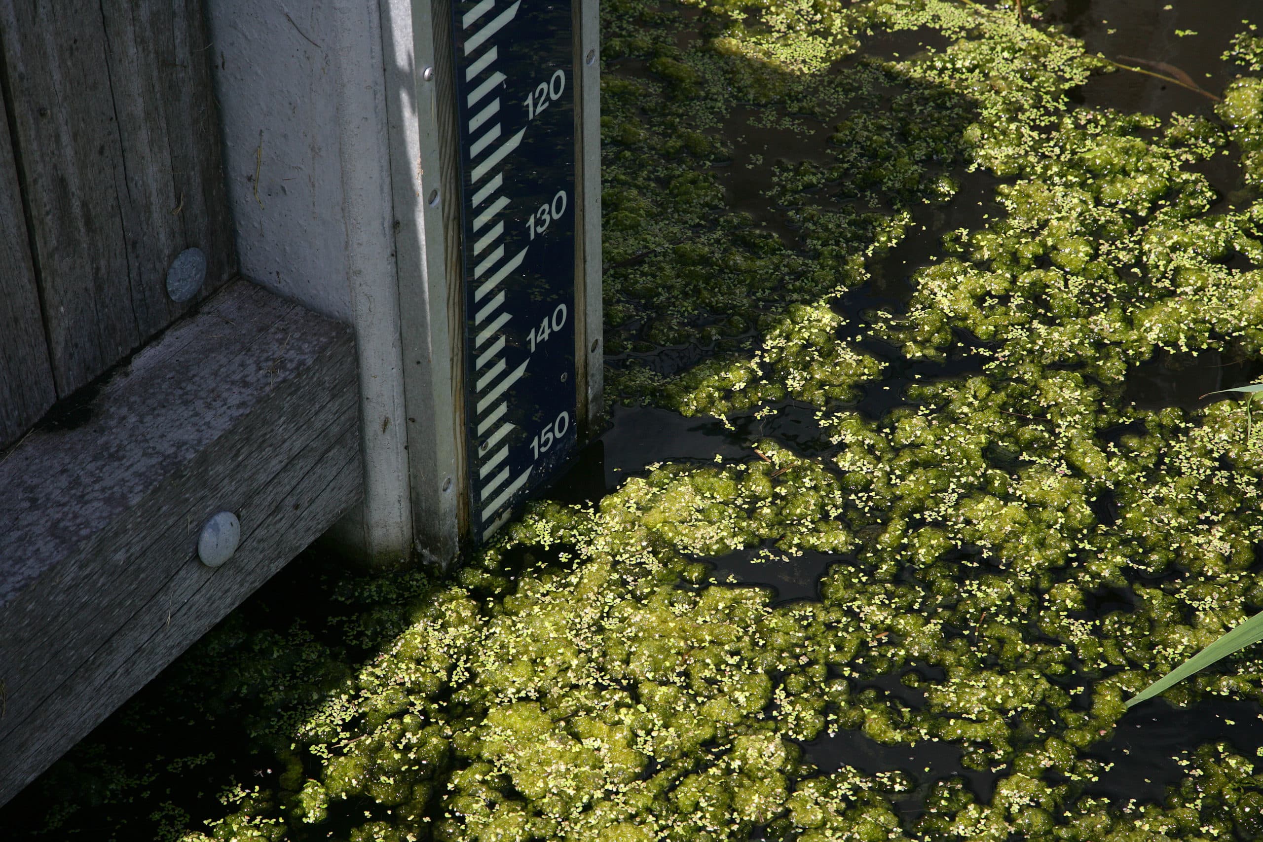Foto: Hans Prinsen