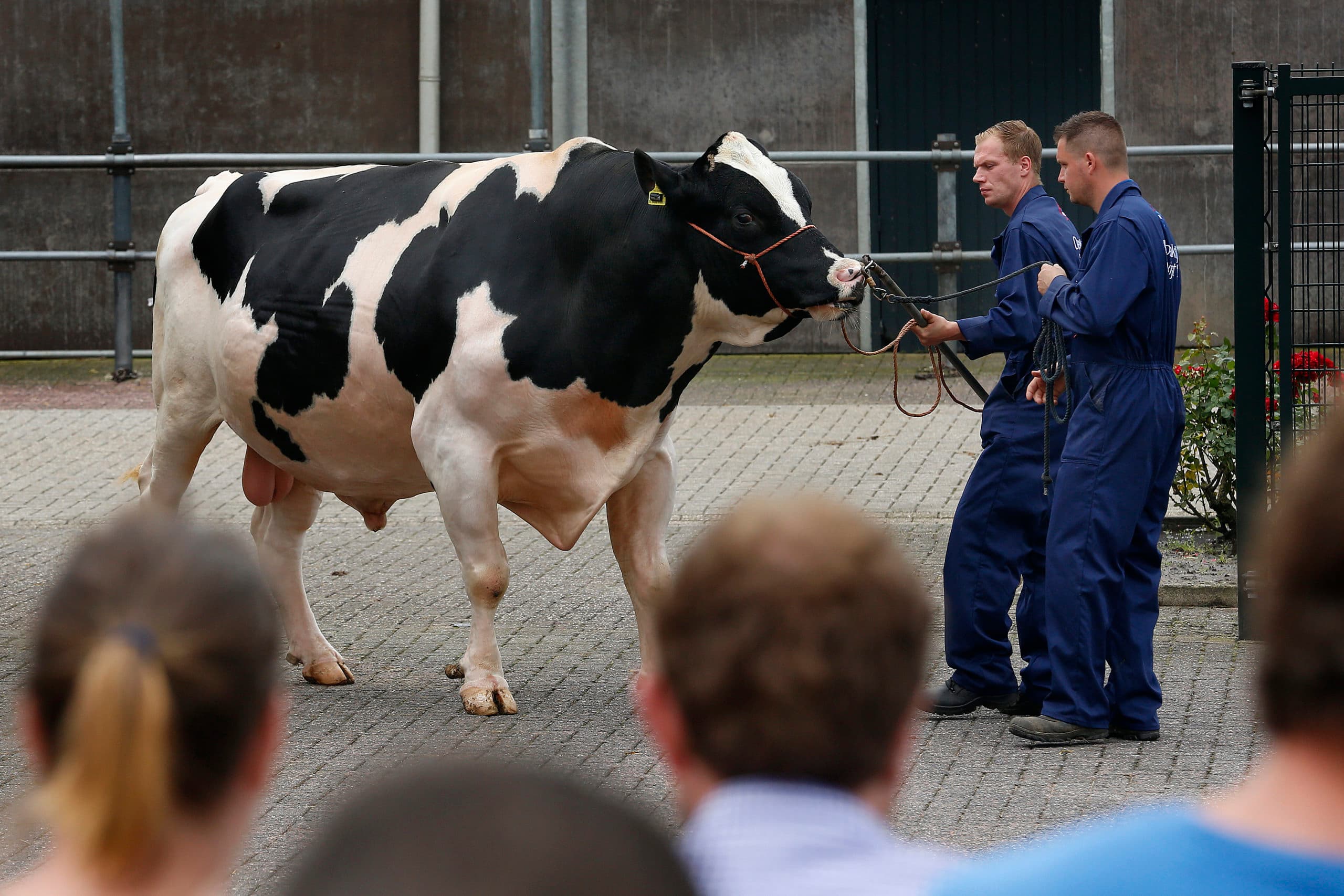 KI Samen presenteert een fokstier. Volgens onderzoekers in de VS is het binnen een paar jaar mogelijk om ook  gewone  fokstieren van embyo af te voorzien van het gen voor hoornloos. Foto: Hans Prinsen