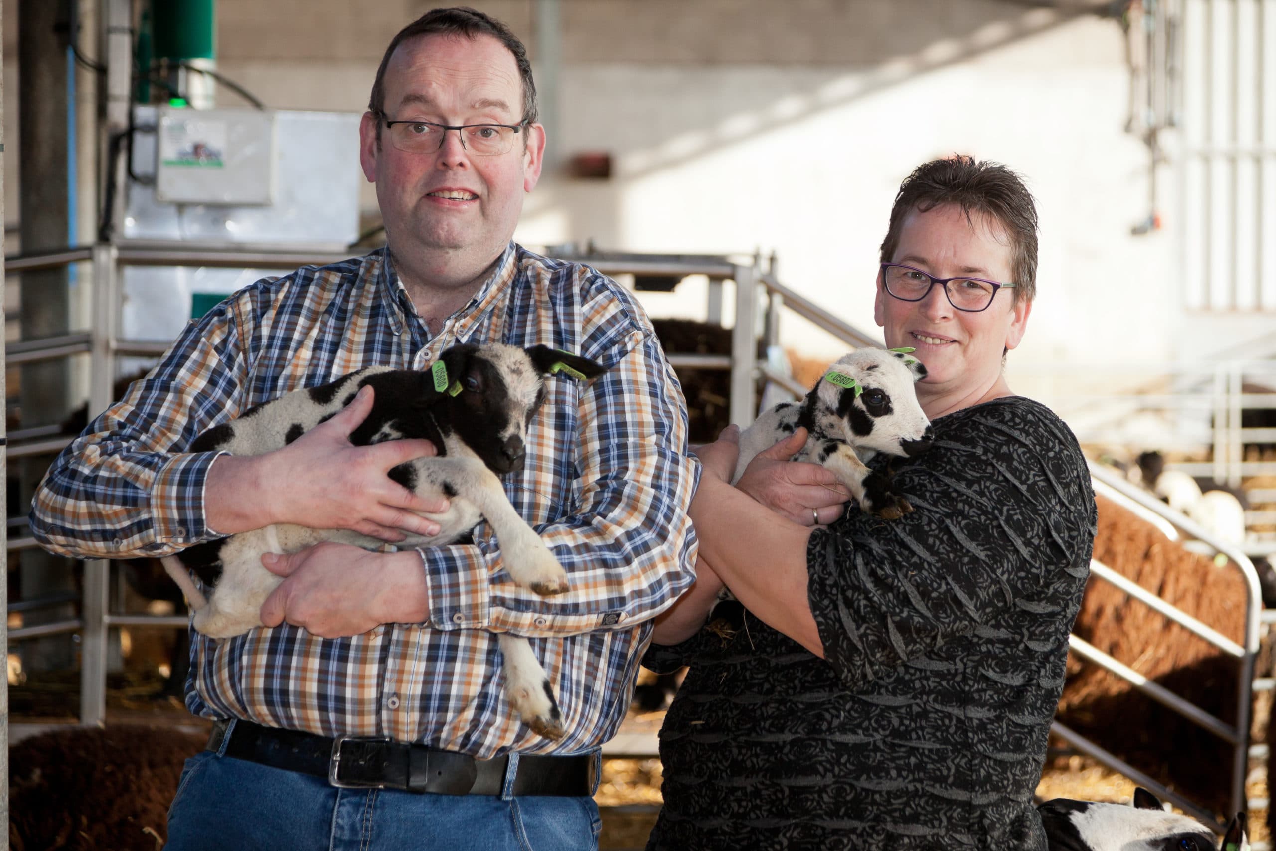 Richard Spexgoor en Sandra Luesink-Spexgoor verbouwden hun bestaande ligboxenstal voor melkvee om naar een stal voor driehonderd ooien. - Foto: Joris Telders