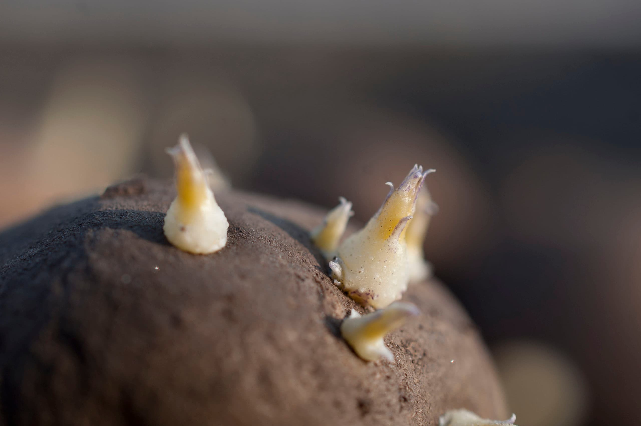 Kiemend pootgoed. Vroege aardappeltelers staan in de startblokken voor het nieuwe seizoen. Foto: Mark Pasveer