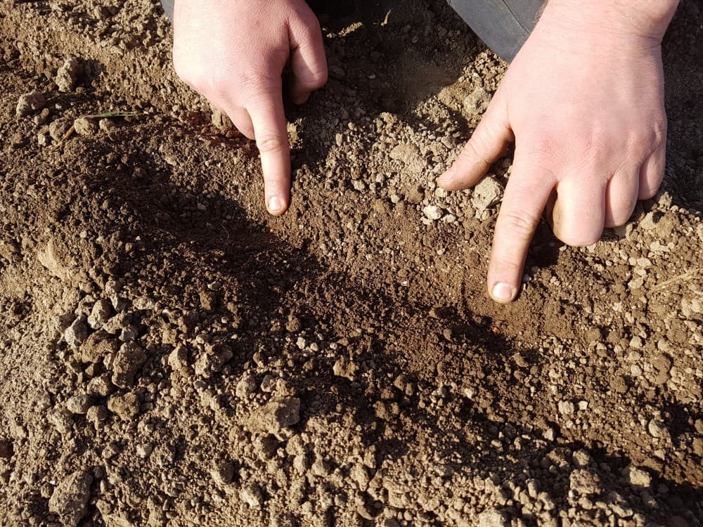 Knook zaait 12 rijen tegelijk met een oude vertrouwde Hassia zaaimachine.