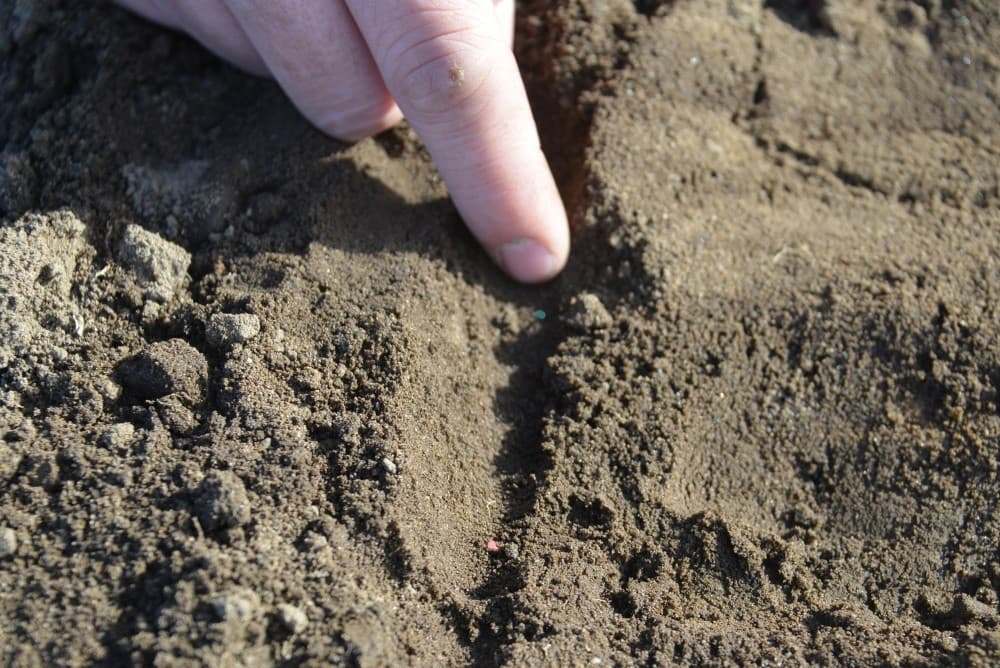 Direct na het zaaien strooit Teunissen compost om stuiven tegen te gaan. De juiste hoeveelheid is nog een kwestie van uitproberen.