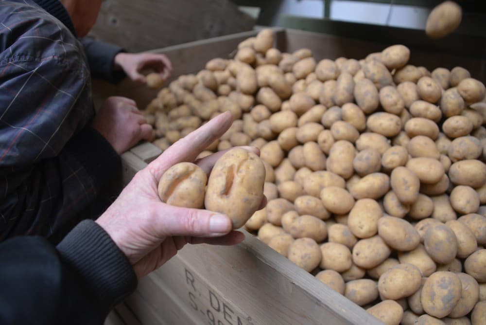 Na het scannen komen de aardappelen op een volgende band. Hier worden ze met perslucht op maat gesorteerd en in de juiste afvoer geblazen.