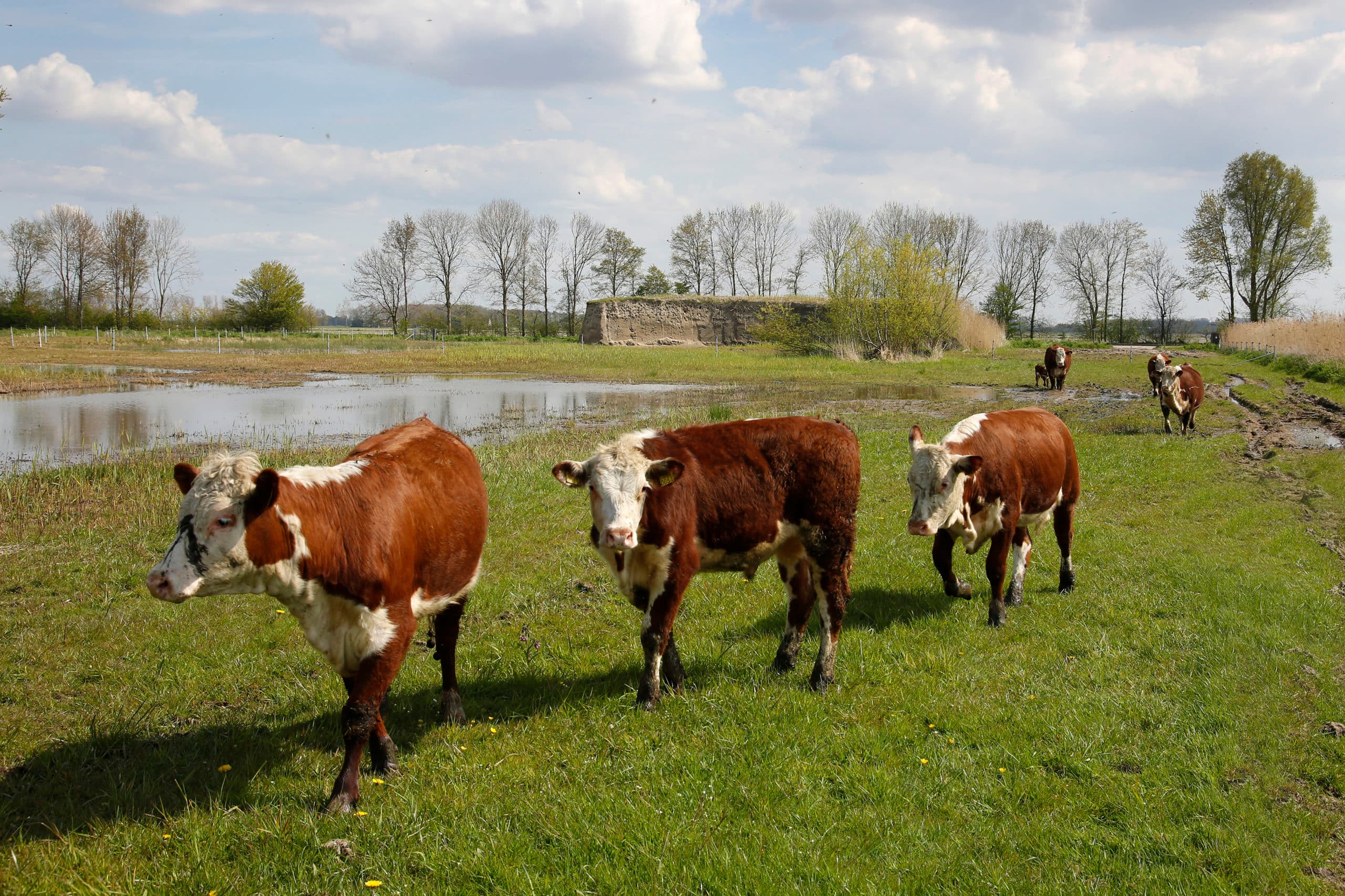 Foto: Ruud Ploeg