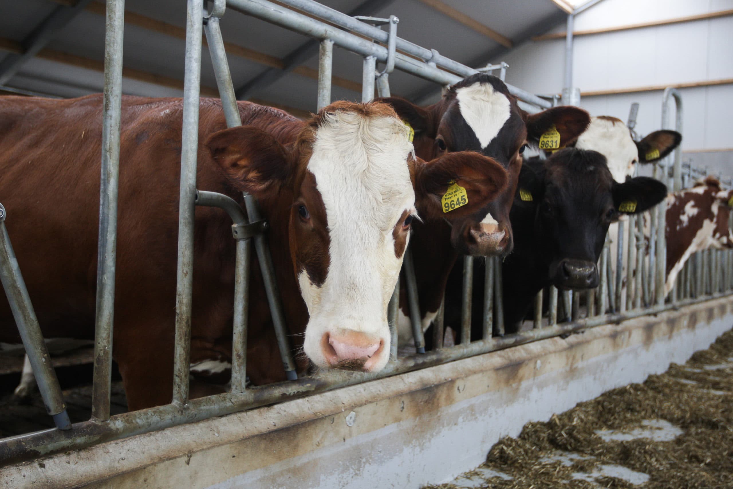 Jongvee aan het voerhek. Veel melkveehouders voeren jonge koeien af als gevolg van de fosfaatwetgeving. Foto: Ronald Hissink