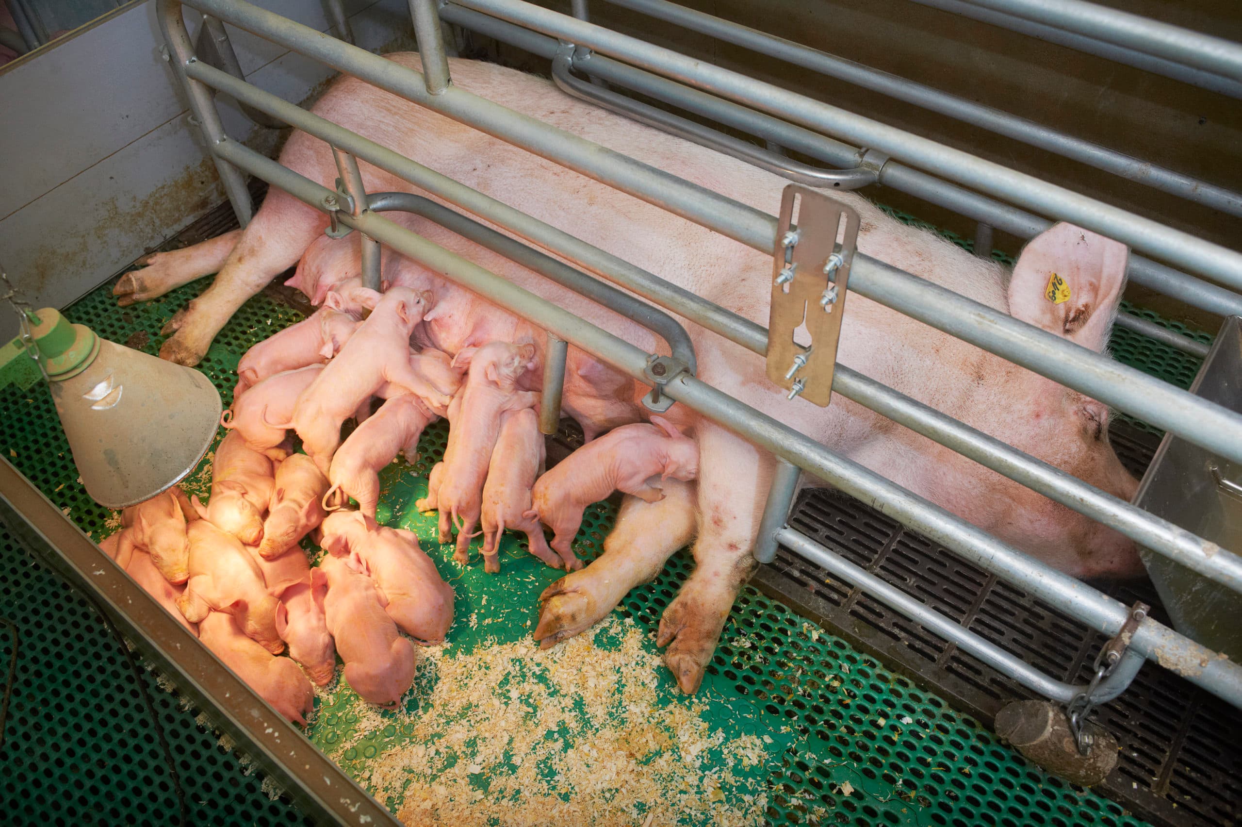Foto: Van Assendelft Fotografie