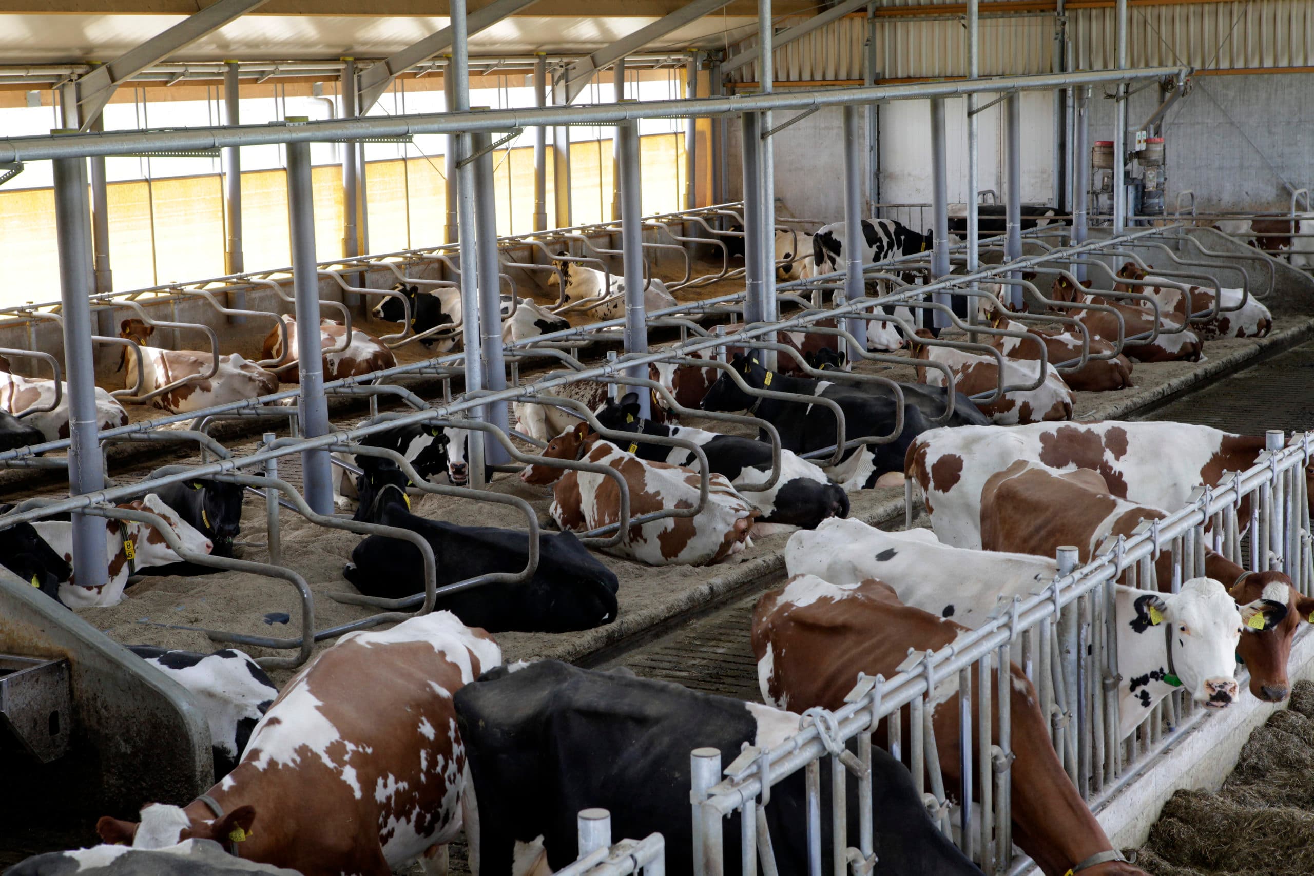 Door gericht fokbeleid moeten de verschillen tussen roodbont en zwartbont bewaakt en bewaard worden. - Foto: Henk Riswick
