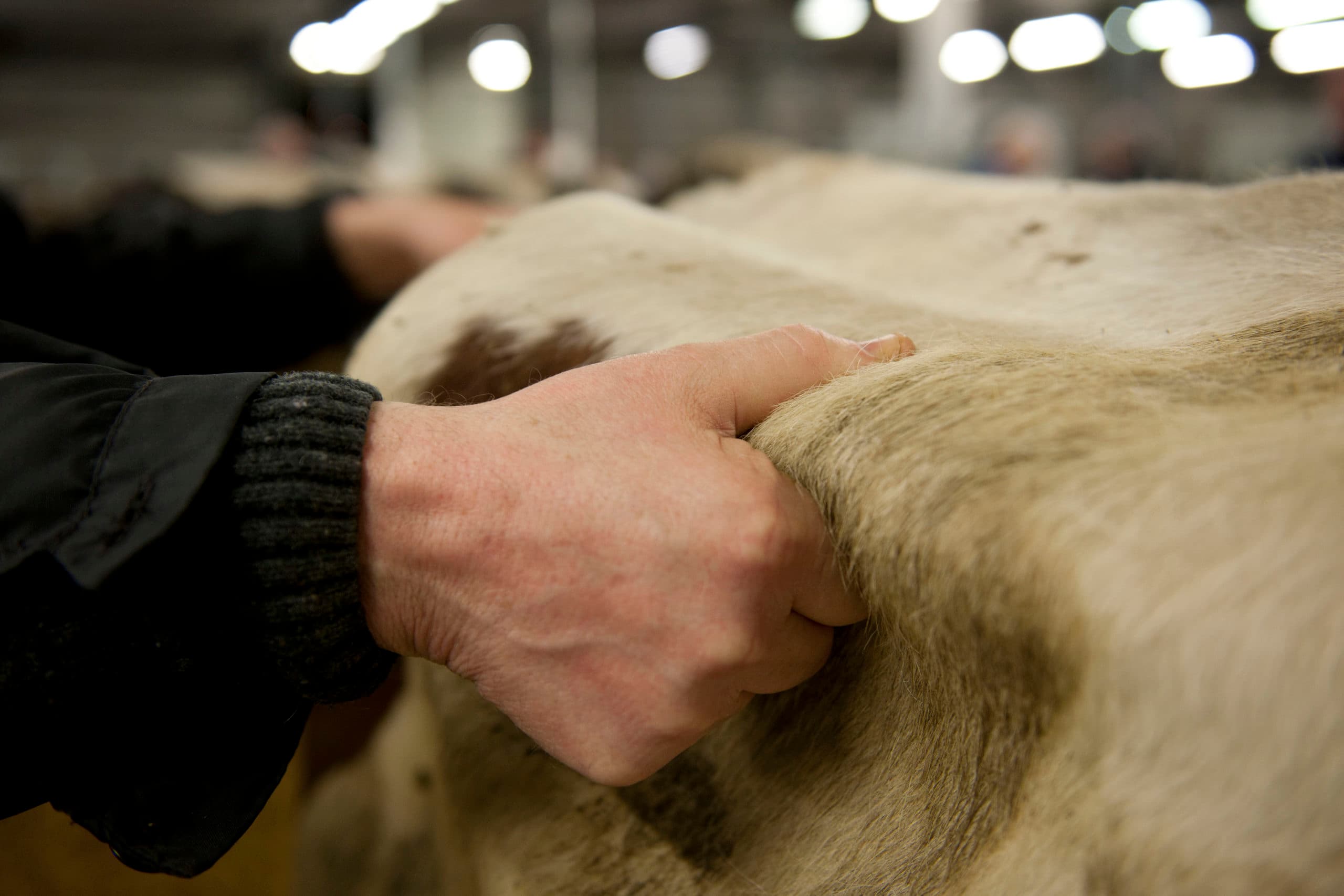In januari en februari gingen veel koeien naar de slager. Foto: Mark Pasveer