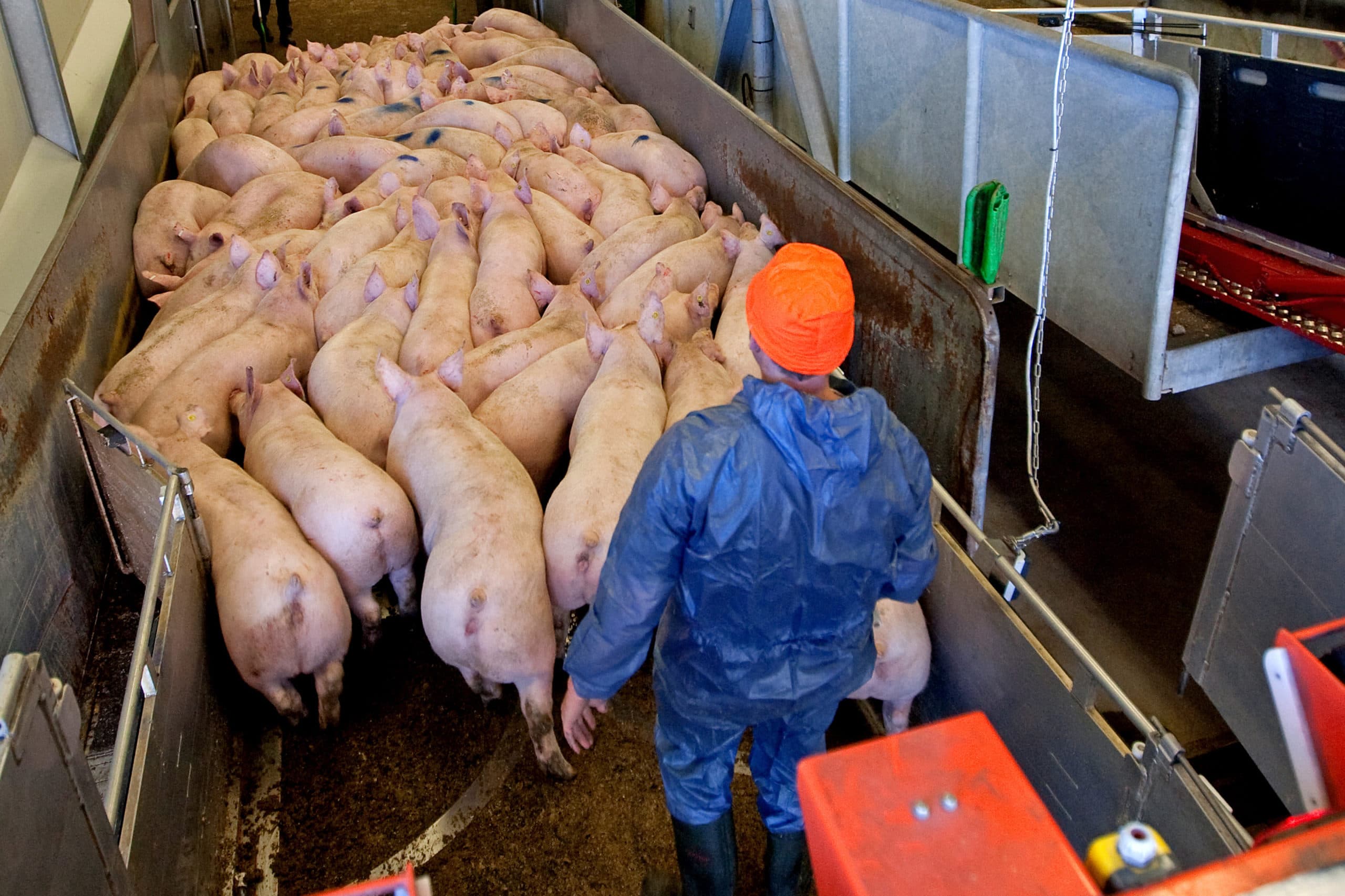 Lossen van varkens bij Vion. - Foto: Ronald Hissink