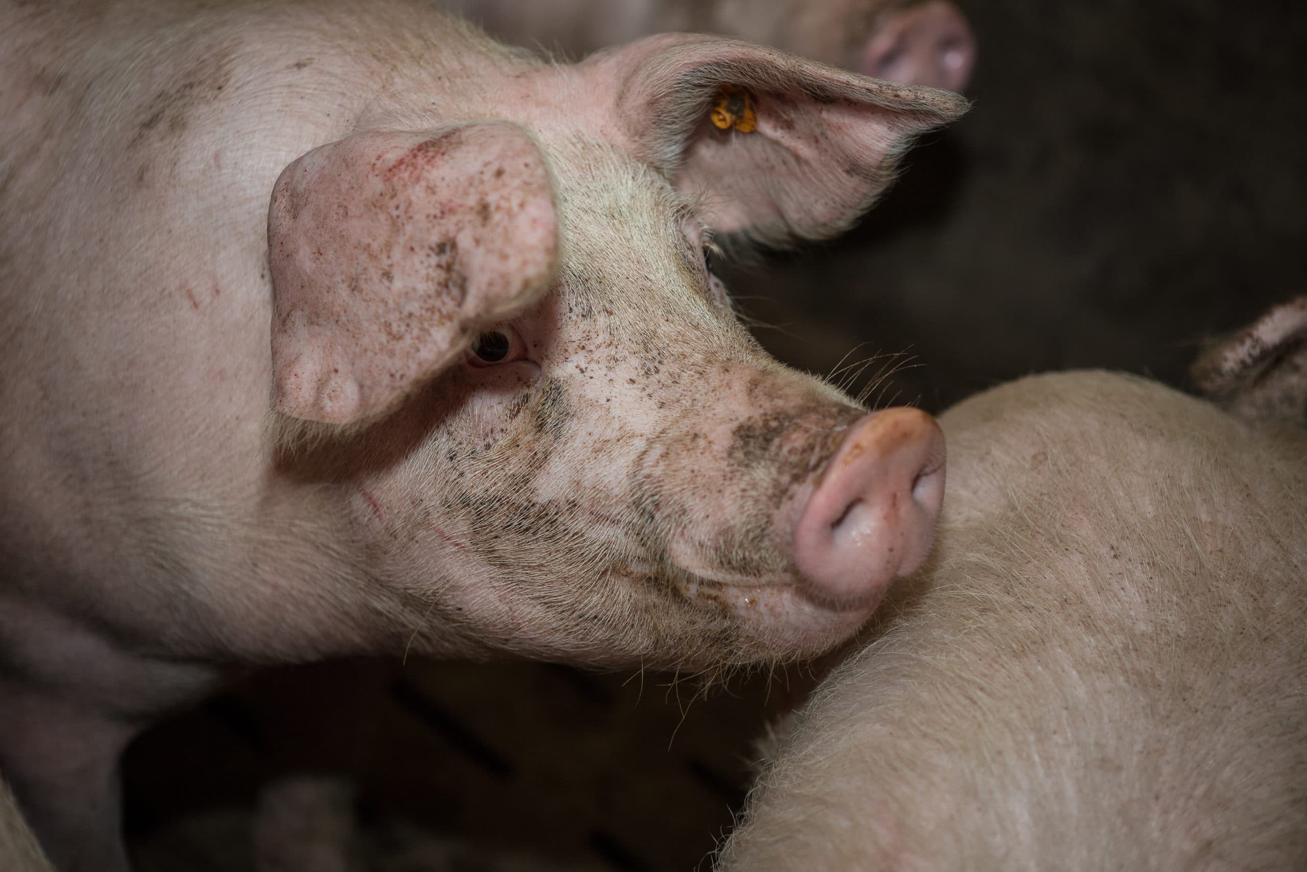 Diergezondheid is van enorm belang voor een veehouder. - Foto: Peter Roek