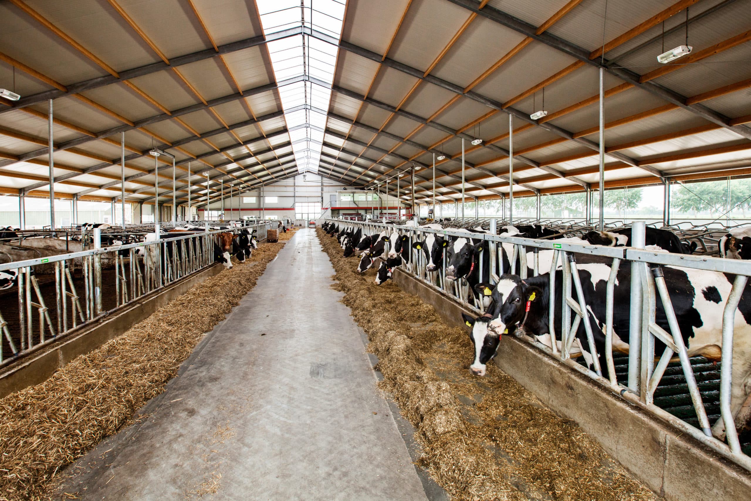 Foto: Herbert Wiggerman