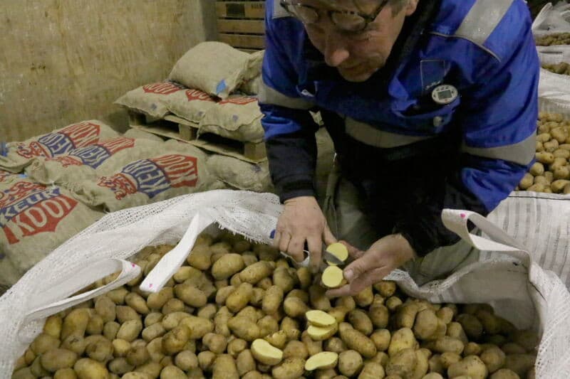 Bij pootaardappelteler Huib Vermue in het Zeeuwse Oudelande wordt een partij Lady Rosetta-pootaardappelen geladen, met bestemming Duitsland. - Foto's: Anton Dingemanse