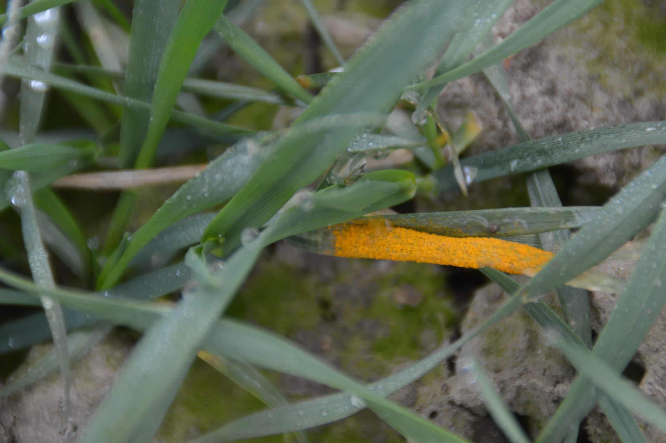 Foto: Bayer CropScience