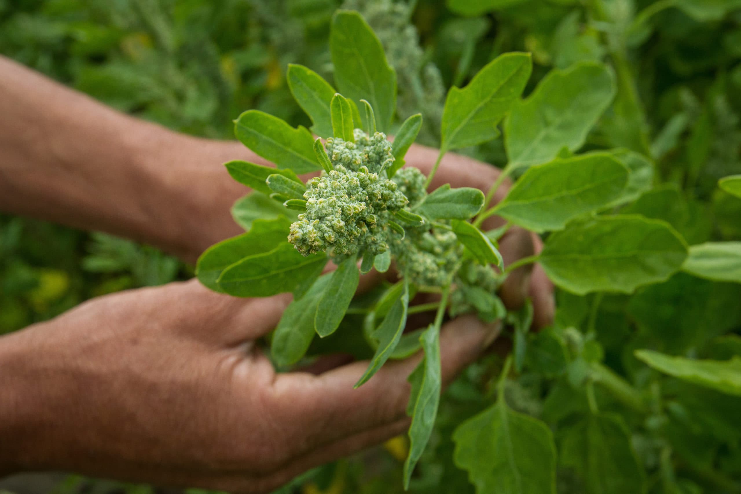 Quinoa - Foto: Peter Roek