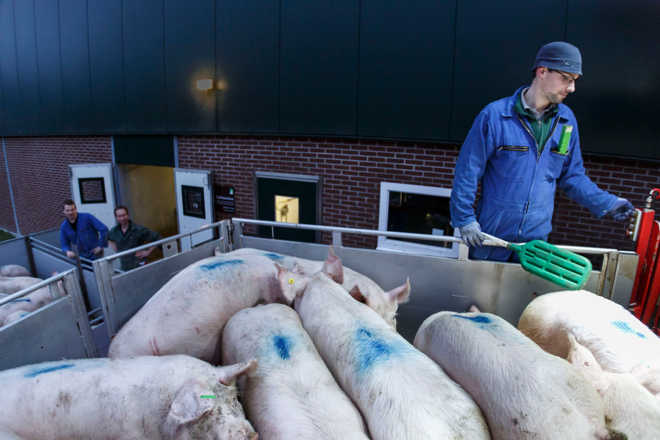 Varkenshandel Den Hoed laadt een vracht Beter Leven-varkens. Het aanbod in deze markt is ruim voldoende. Foto: Roel Dijkstra