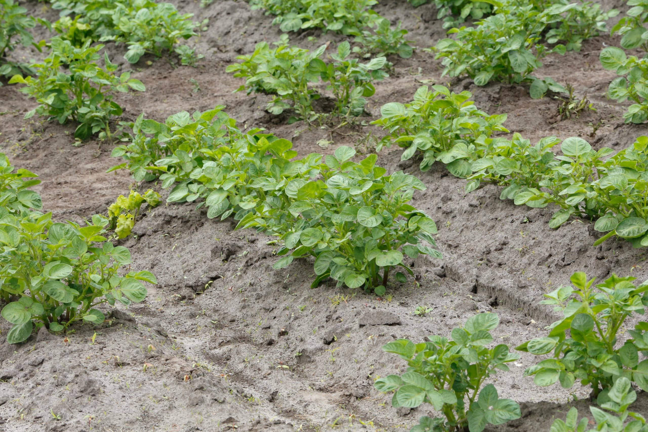 In Leve(n)de bodem krijgen boeren tools, kennispendelaars, ondernemersgroepen en demo s aangeboden. Foto: Henk Riswick