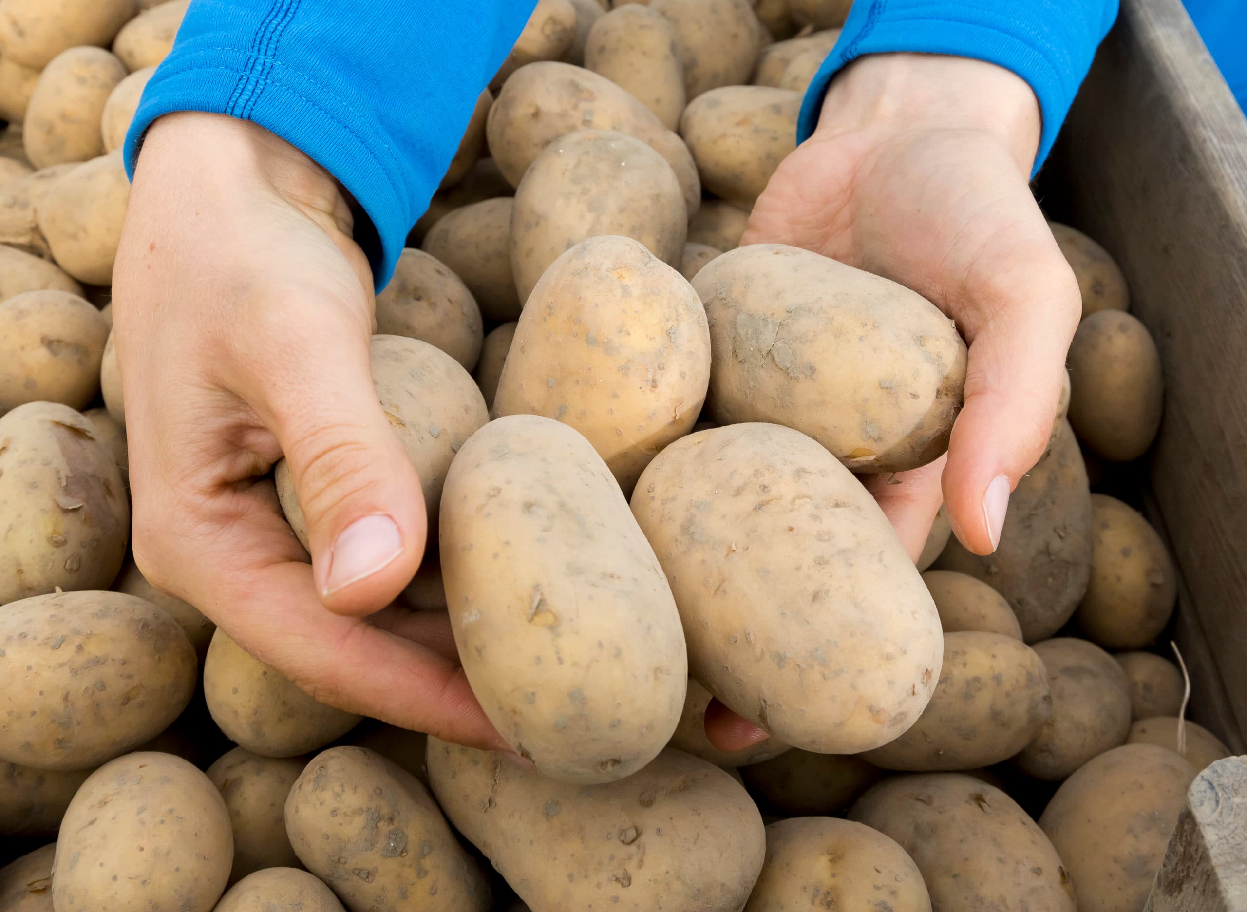 Aardappelafzet via pools kan voor veel telers interessant zijn. - Foto: Ruud Ploeg