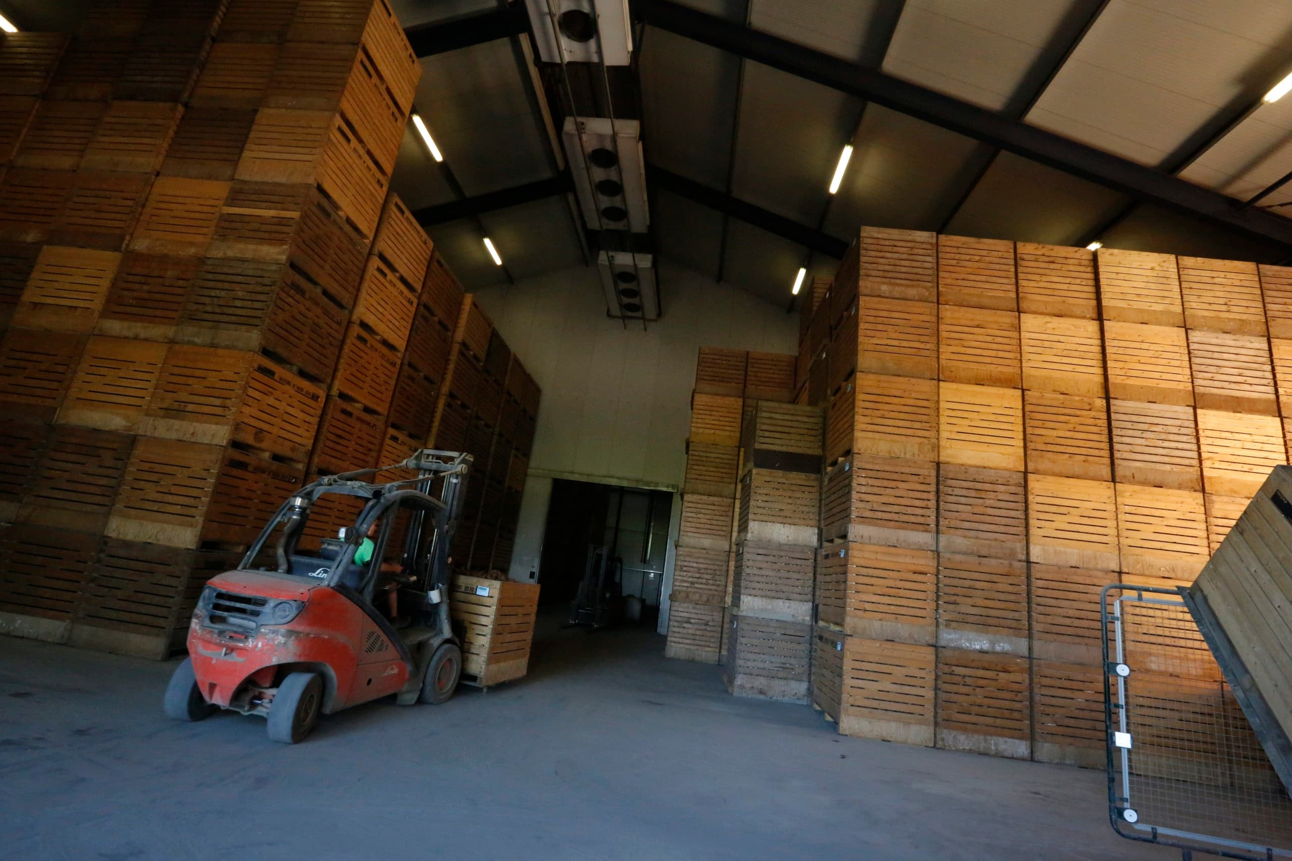 Aardappelpootgoed: een exporttopper voor Nederland. - Foto: Henk Riswick