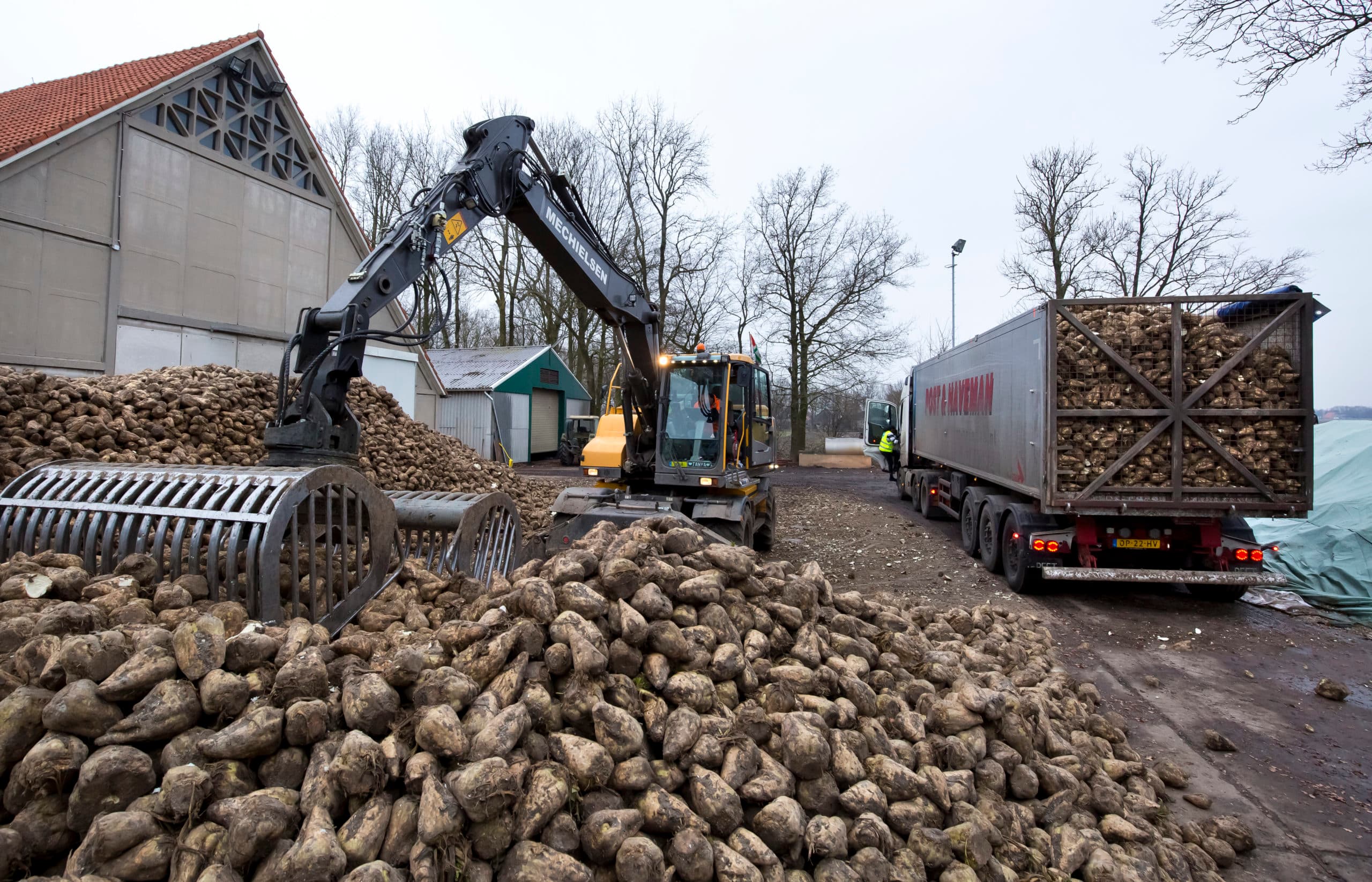 Nederlandse bietenteler krijgt geen EU-steun - Foto: Ruud Ploeg