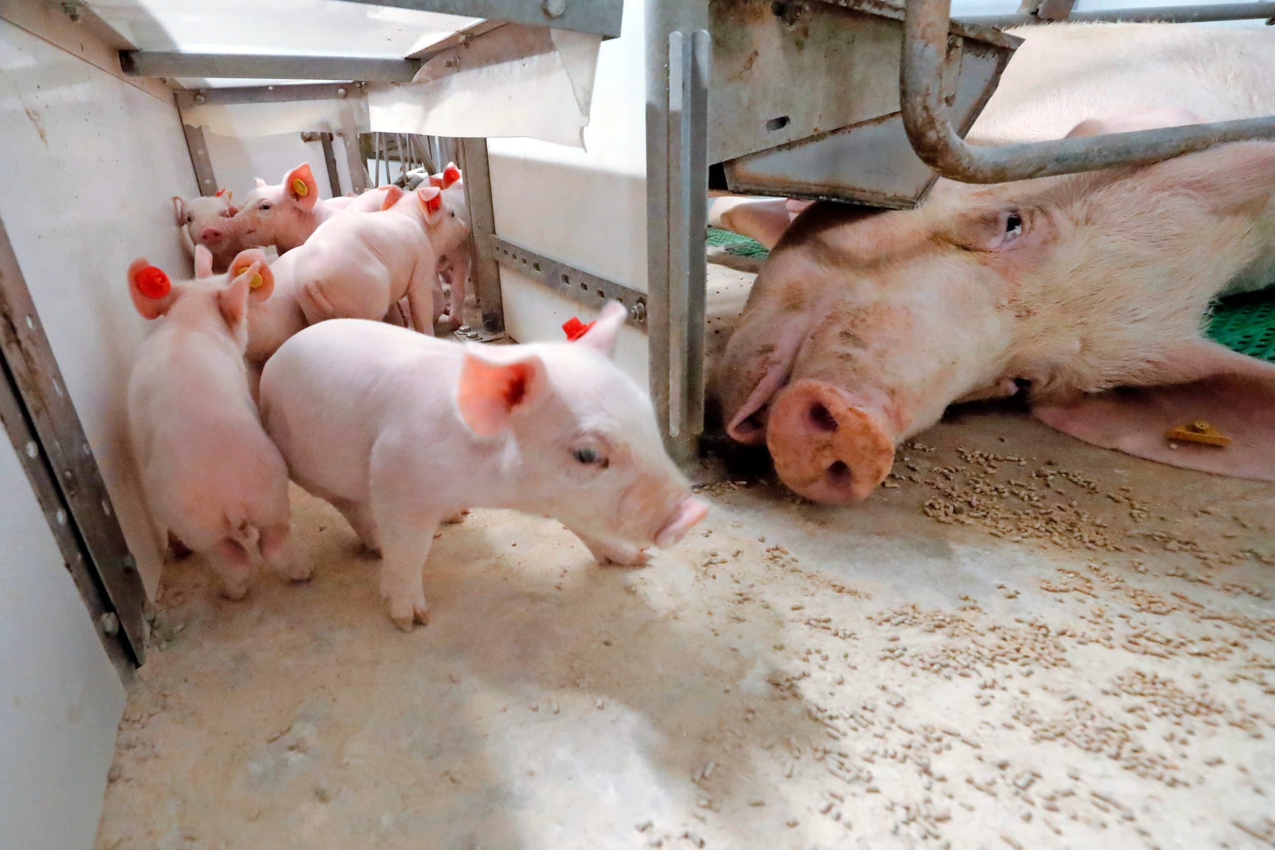 Zeug met biggen. Zeugenhouders maken zich zorgen over de verlaging van fosforgehalte in het zeugenvoer.