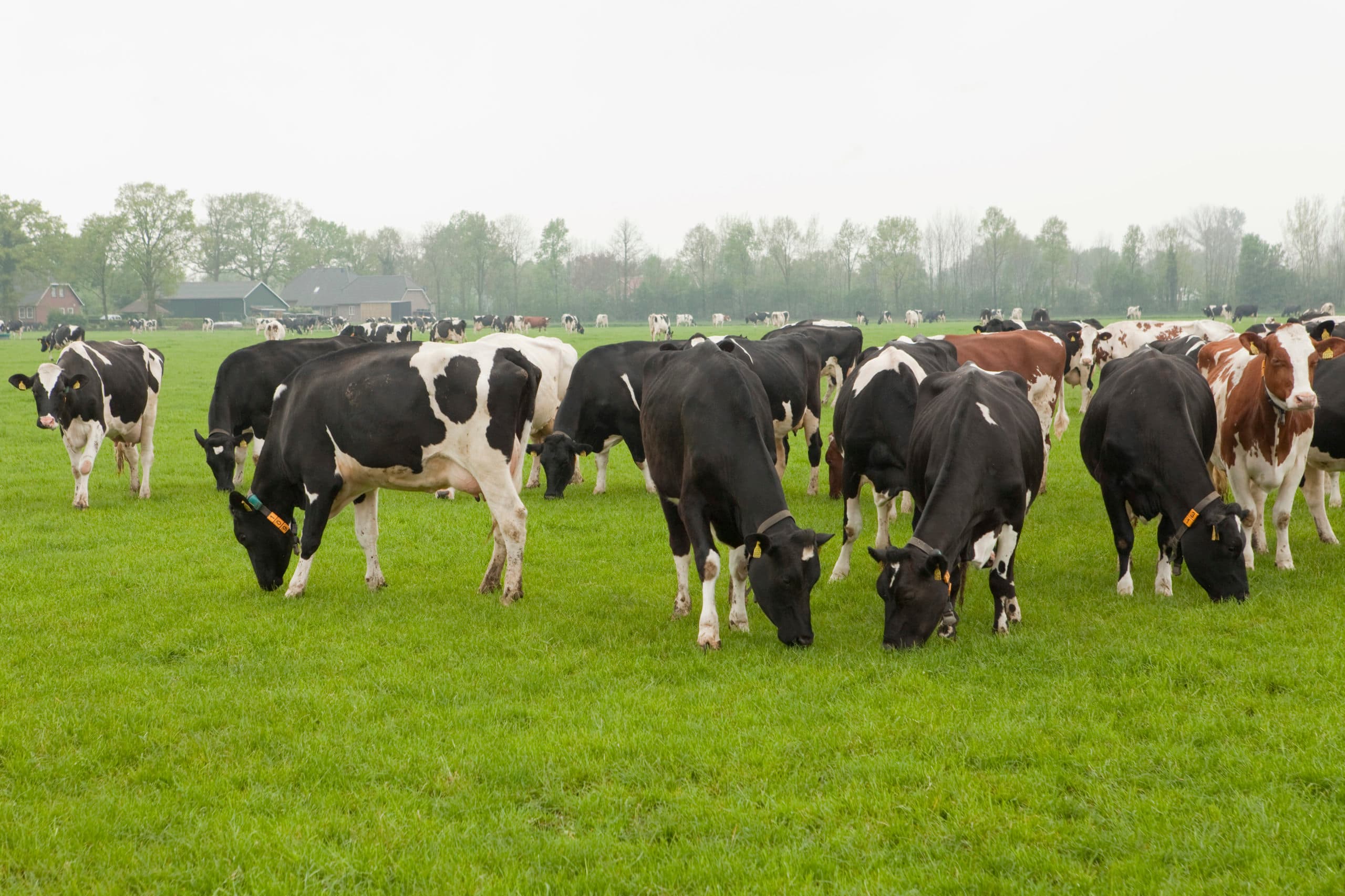 Foto: Koos Groenewold