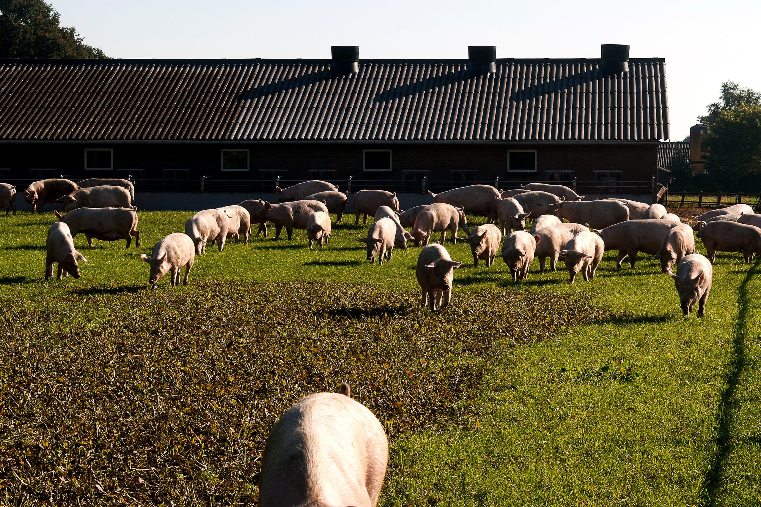 Varkens houden in Overijssel: daar geeft de provincie nog meer ondernemersruimte dan de andere provincies doen. - Foto: Ronald Hissink
