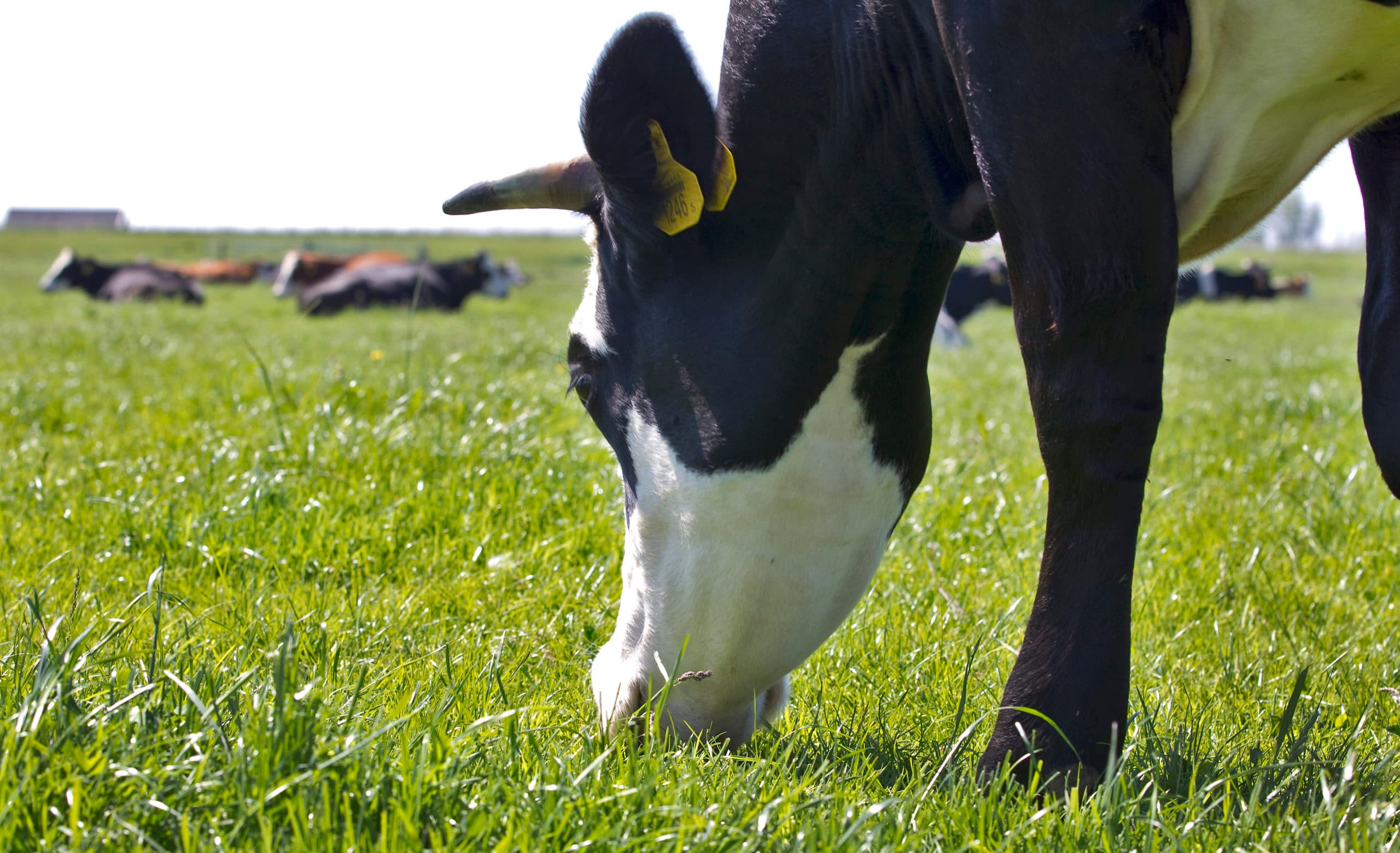 Biologische boeren willen geen vee inleveren om de derogatie te redden.