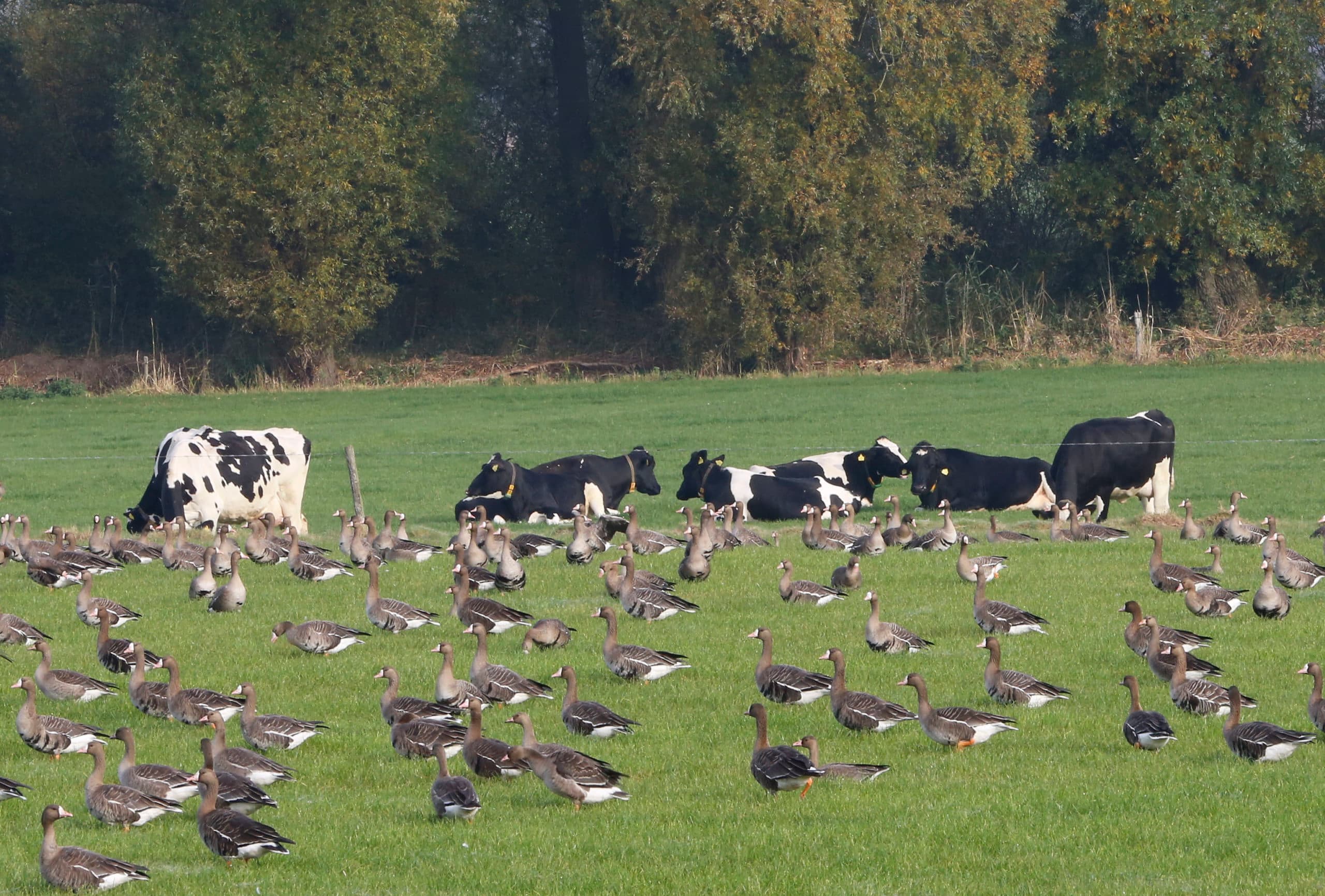 Foto: Henk Riswick