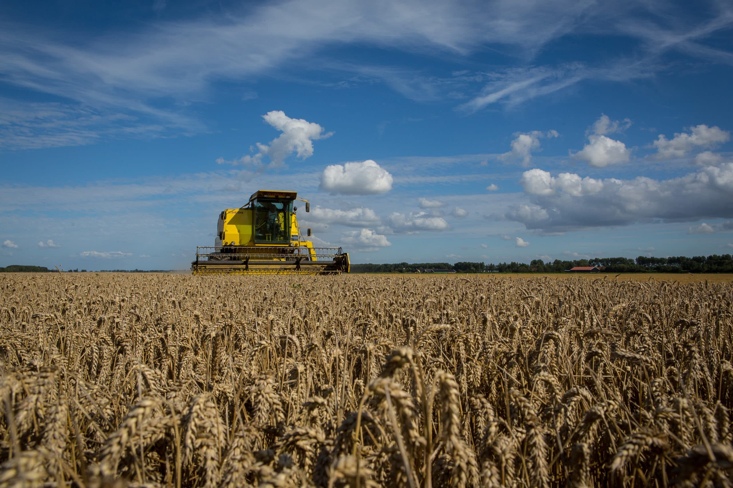 Graan is gevoelig voor ziekten zoals gele roest. Foto: Peter Roek